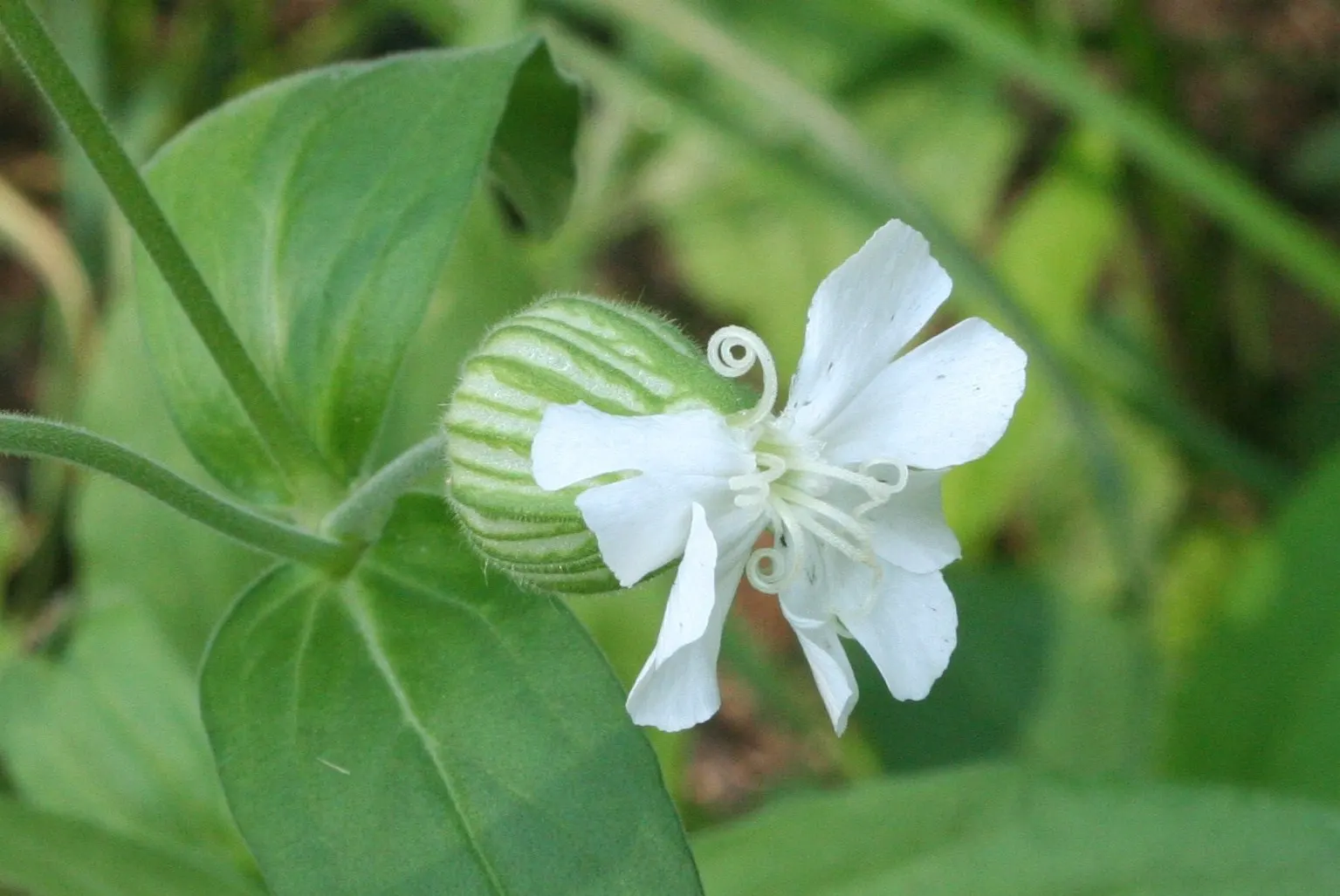 Bladder Campion (Silene Uniflora) — this plant boasts a distinctive inflated calyx; this feature coupled with its light to deep green foliage