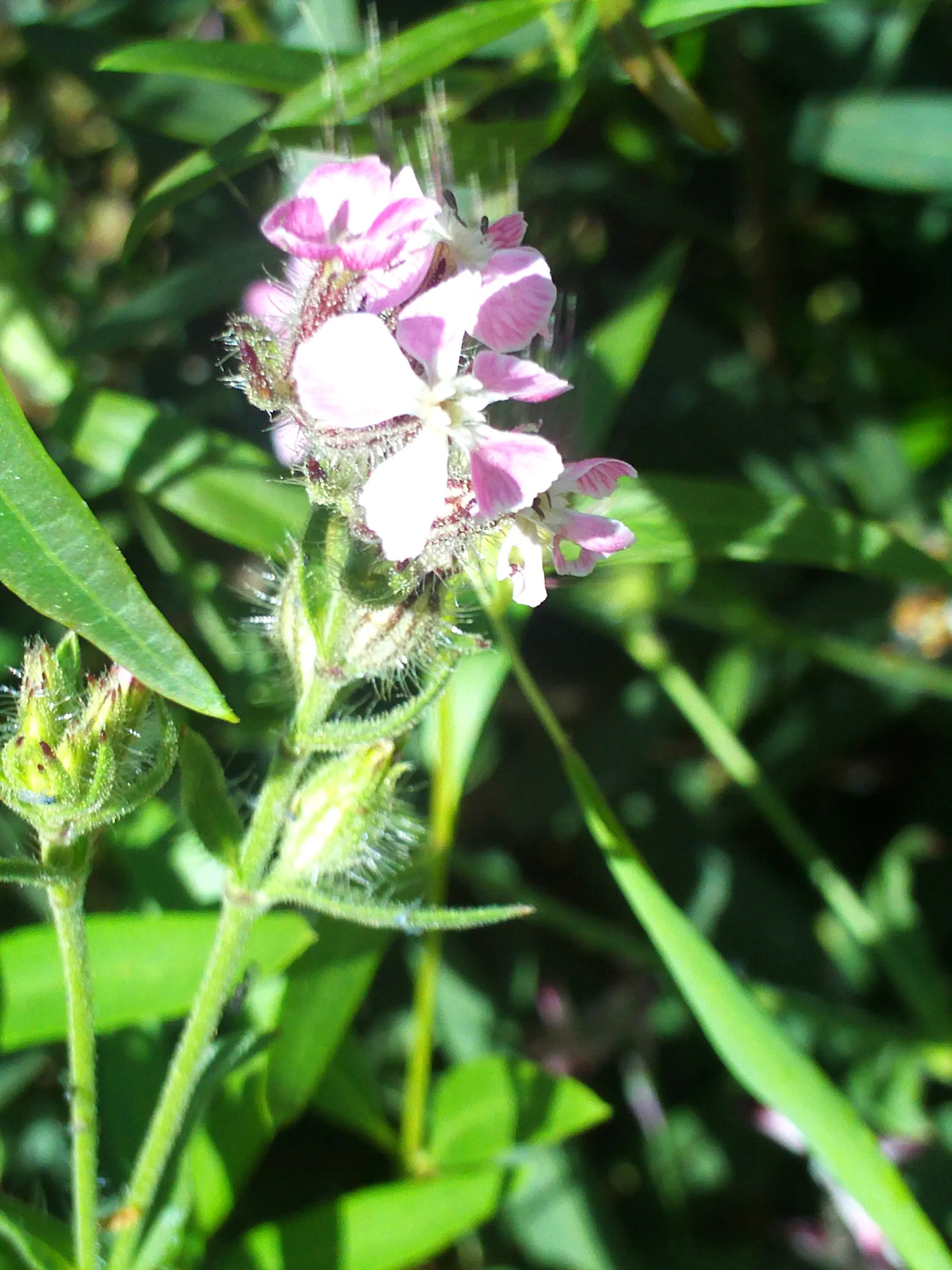 Bladder Campion (Silene Uniflora) — Silene uniflora is not commonly plagued by pests or diseases; this low-maintenance plant prefers well-draining, image 186