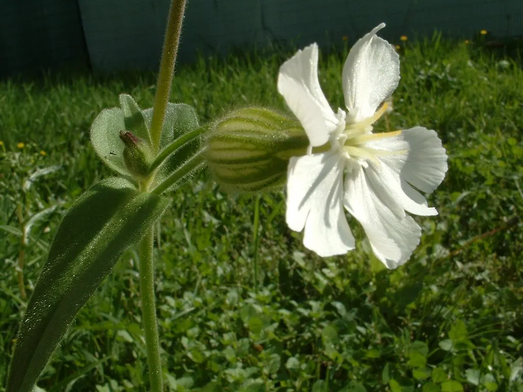 Bladder Campion (Silene Uniflora) — but it is remarkably tolerant of poor soils; the Bladder Campion is a versatile and graceful component of a, image 137
