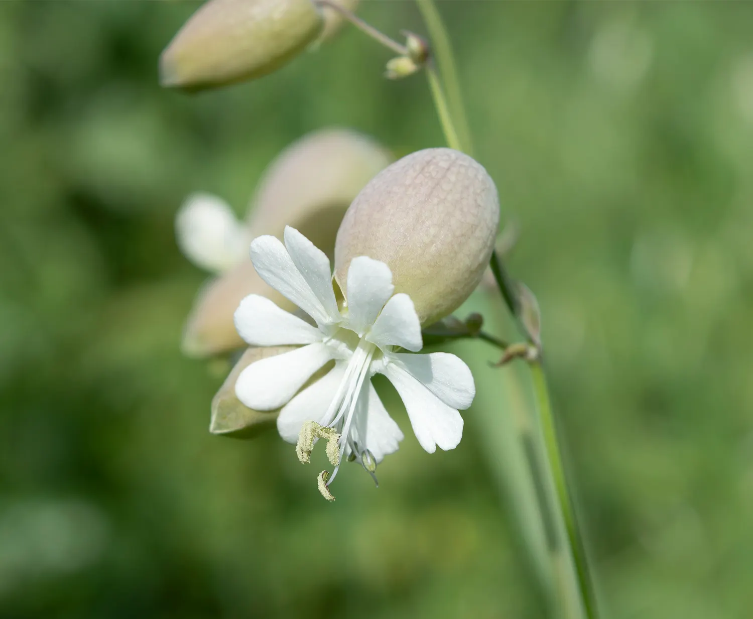 Bladder Campion (Silene Uniflora) — This feature coupled with its light to deep green foliage; this plant boasts a distinctive inflated calyx, image 180