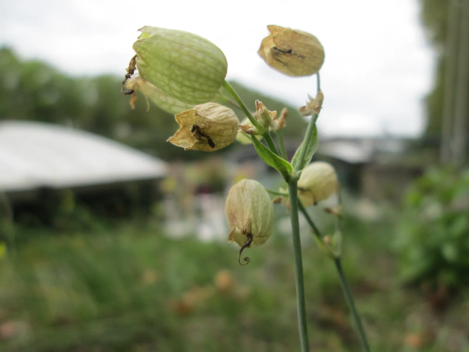 Bladder Campion (Silene Uniflora) — This species prefers well-drained soil; the Bladder Campion is ideal for borders or as a ground cover, image 88