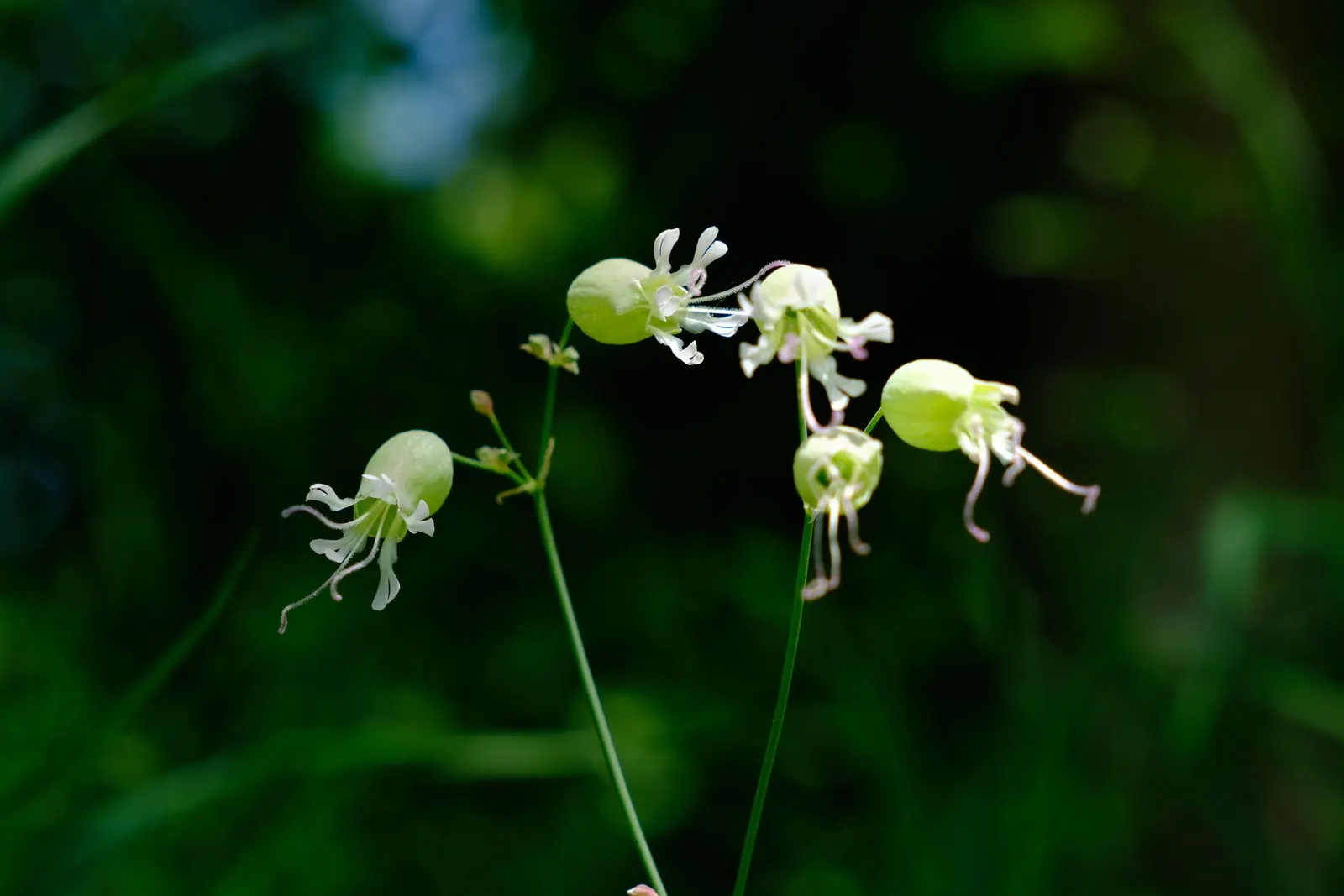 Bladder Campion (Silene Uniflora) — the Bladder Campion is a versatile and graceful component of a resilient landscape; but it is remarkably, image 164