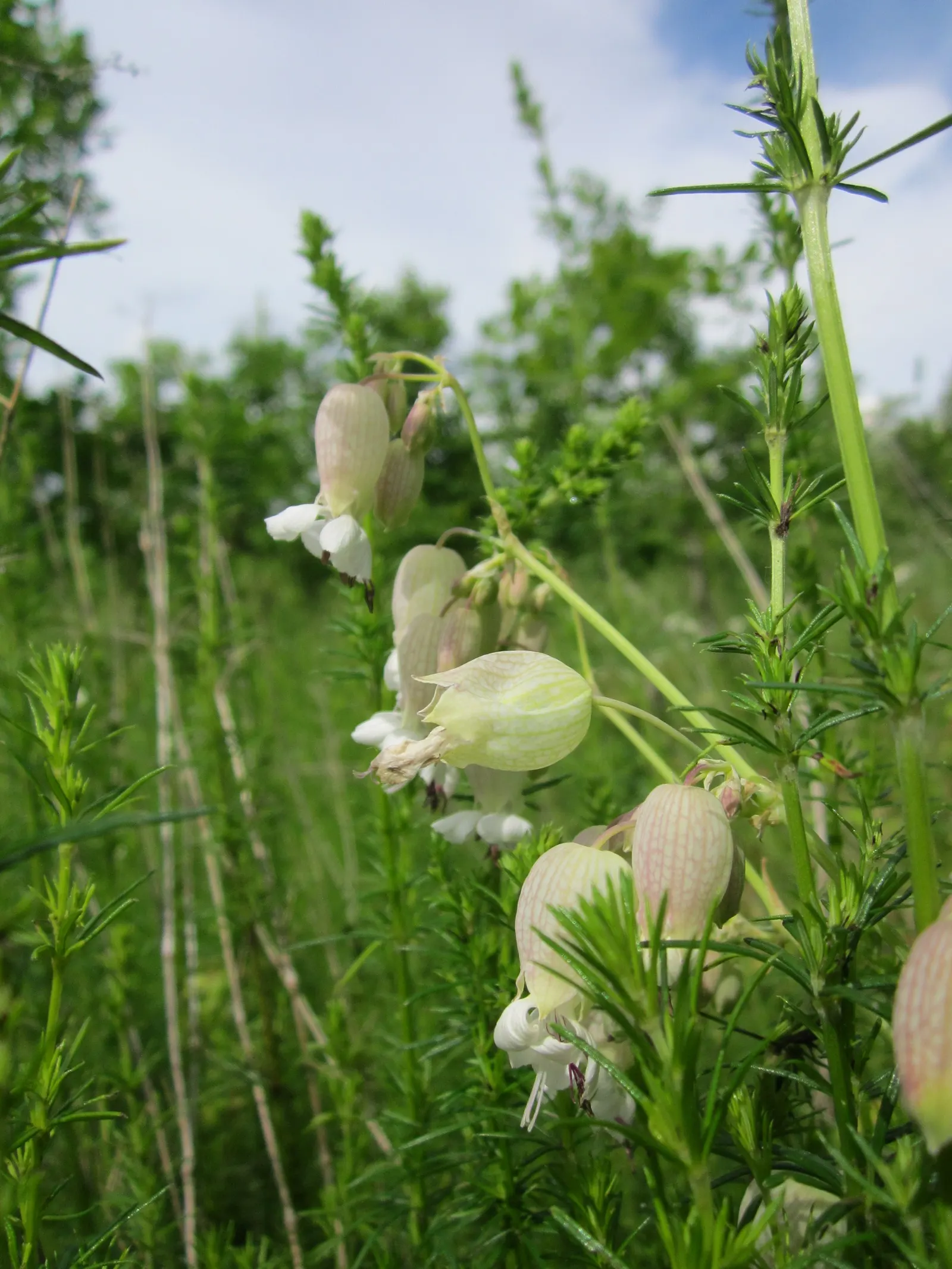 Bladder Campion (Silene Uniflora) — white flowers in the garden; is a charming and robust perennial that adds resilience and grace to a landscape, image 70