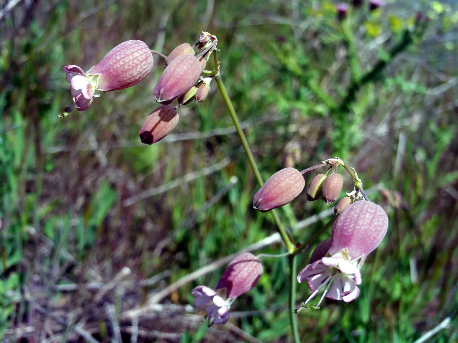 Bladder Campion (Silene Uniflora) — This species prefers well-drained soil; the Bladder Campion is ideal for borders or as a ground cover, image 136