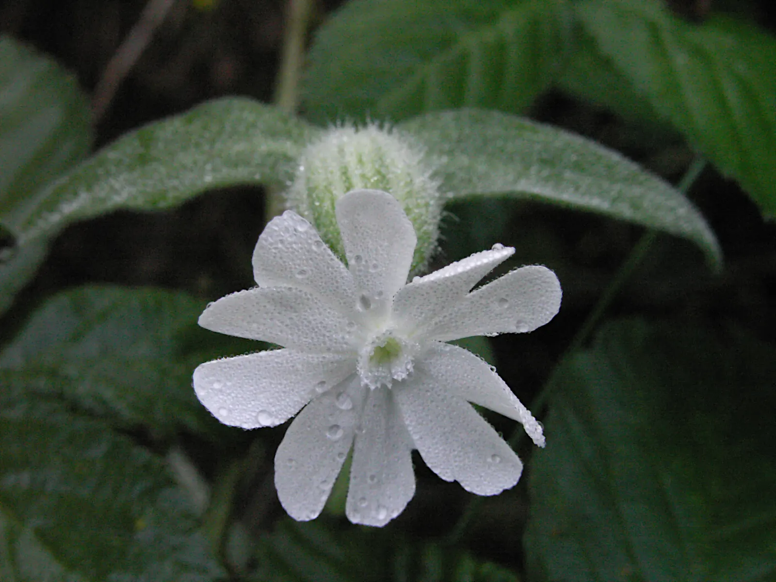 Bladder Campion (Silene Uniflora) — Silene uniflora, or Bladder Campion, is a resilient perennial, thriving in USDA zones 4-8