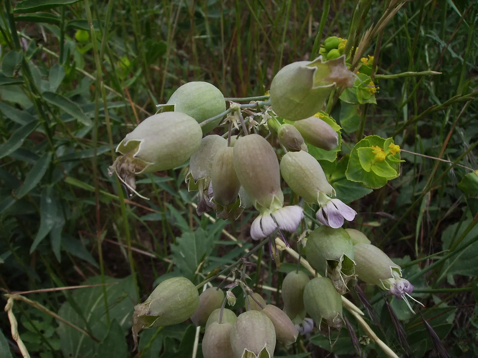 Bladder Campion (Silene Uniflora) — is a charming and robust perennial that adds resilience and grace to a landscape design