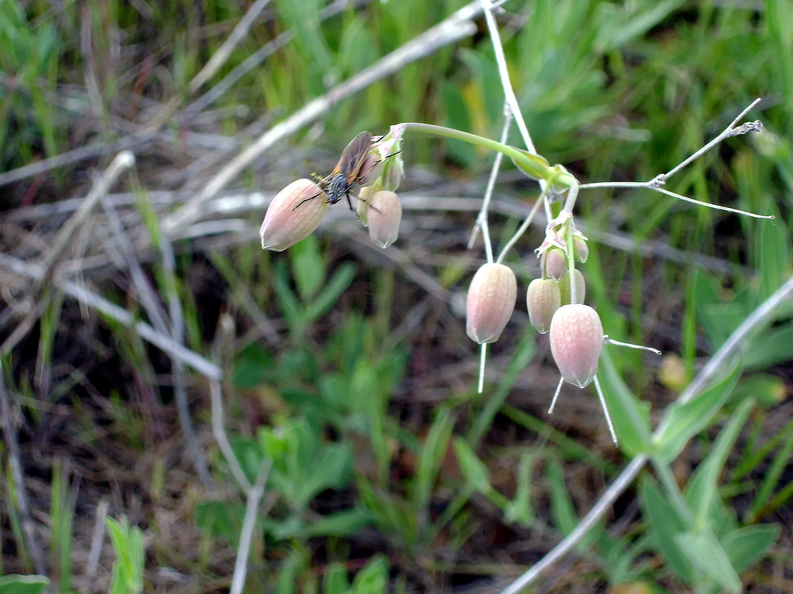 Bladder Campion (Silene Uniflora) — ensuring that its verdant and creamy display remains unmarred.<br><br>Overall; resembling a small balloon, image 67