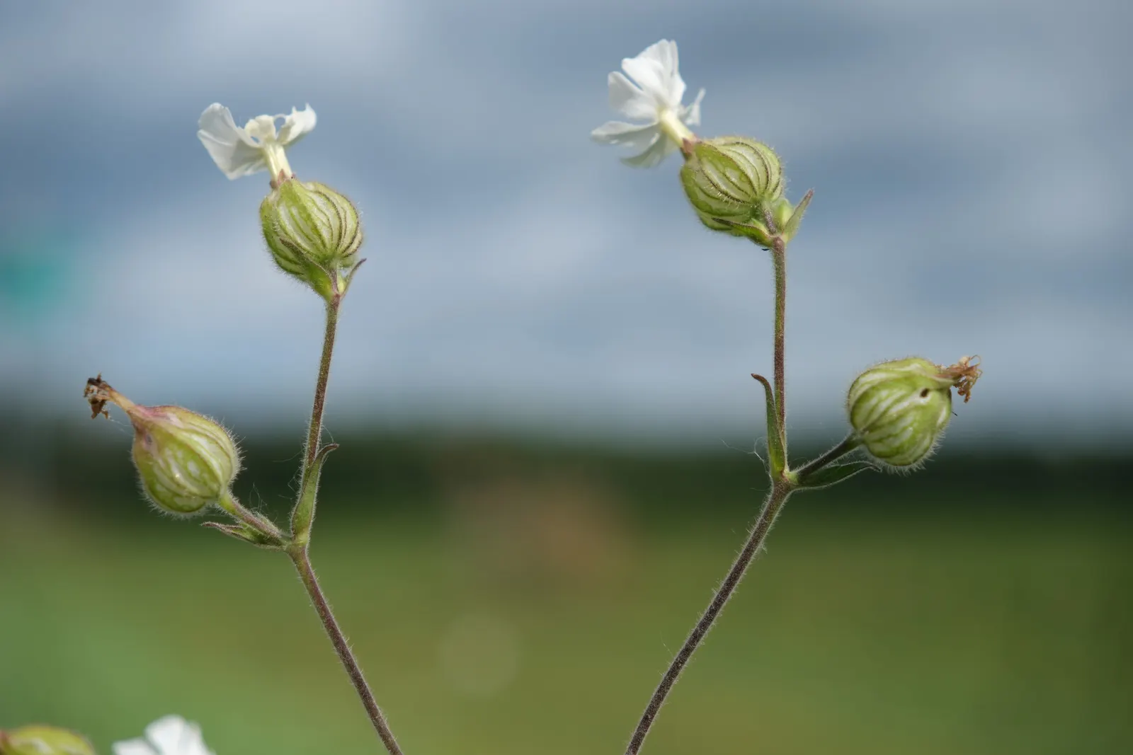Bladder Campion (Silene Uniflora) — resembling a small balloon; ensuring that its verdant and creamy display remains unmarred.<br><br>Overall, image 106