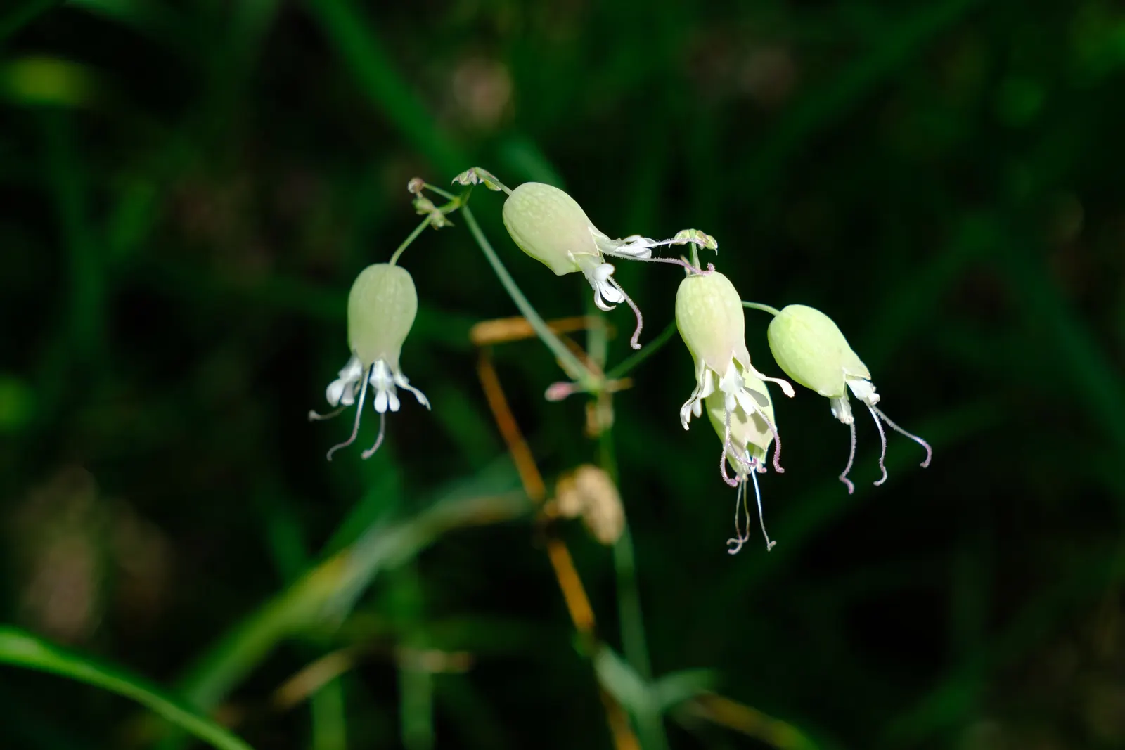 Bladder Campion (Silene Uniflora) — the Bladder Campion is ideal for borders or as a ground cover; this species prefers well-drained soil, image 157
