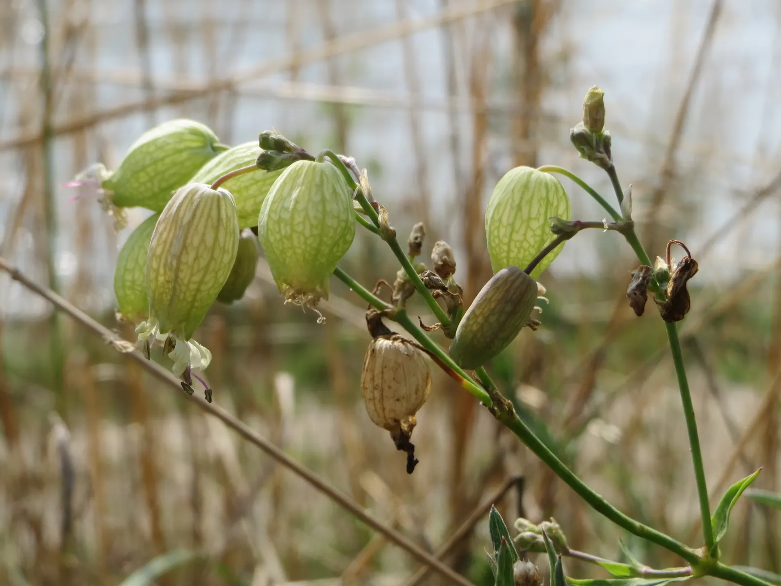 Bladder Campion (Silene Uniflora) — This low-maintenance plant prefers well-draining soil and full sun to part shade; silene uniflora is not commonly plagued