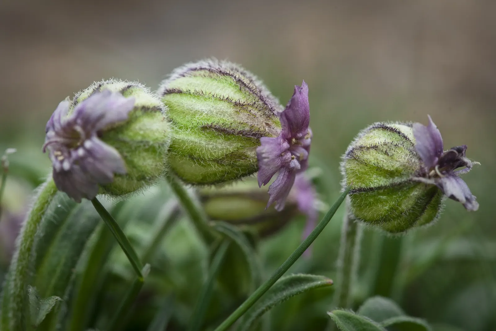 Bladder Campion (Silene Uniflora) — This feature coupled with its light to deep green foliage; this plant boasts a distinctive inflated calyx, image 132