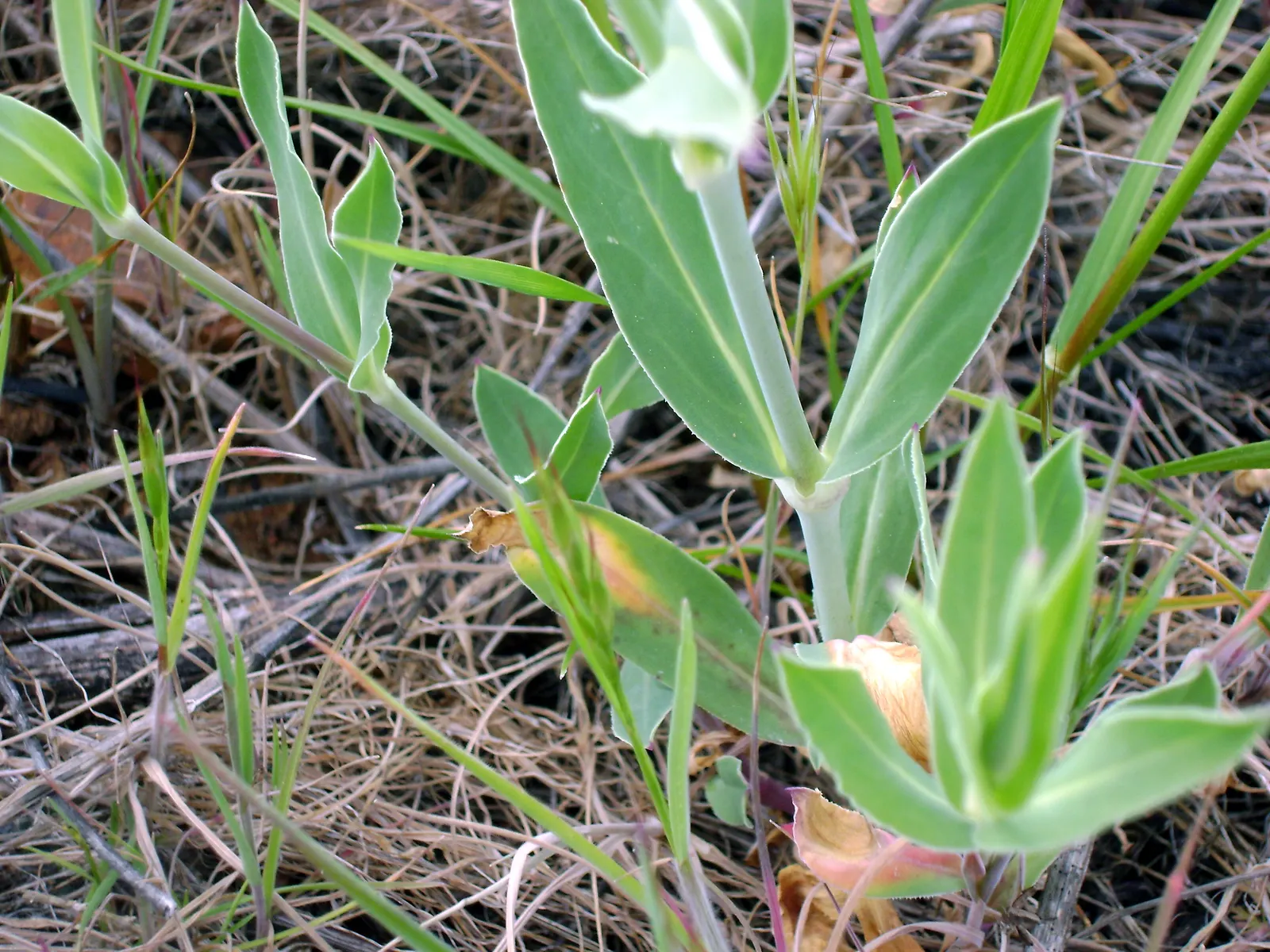 Bladder Campion (Silene Uniflora) — This feature coupled with its light to deep green foliage; this plant boasts a distinctive inflated calyx, image 156
