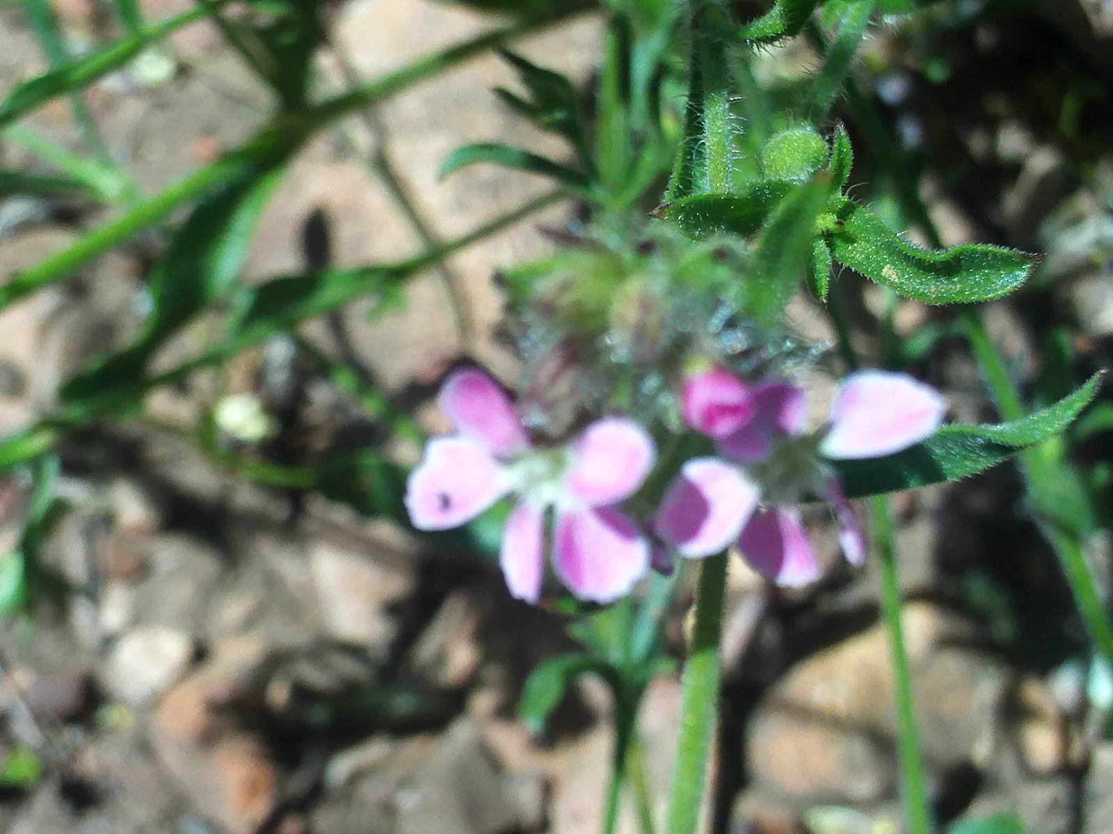 Bladder Campion (Silene Uniflora) — airy look and attracting beneficial pollinators
