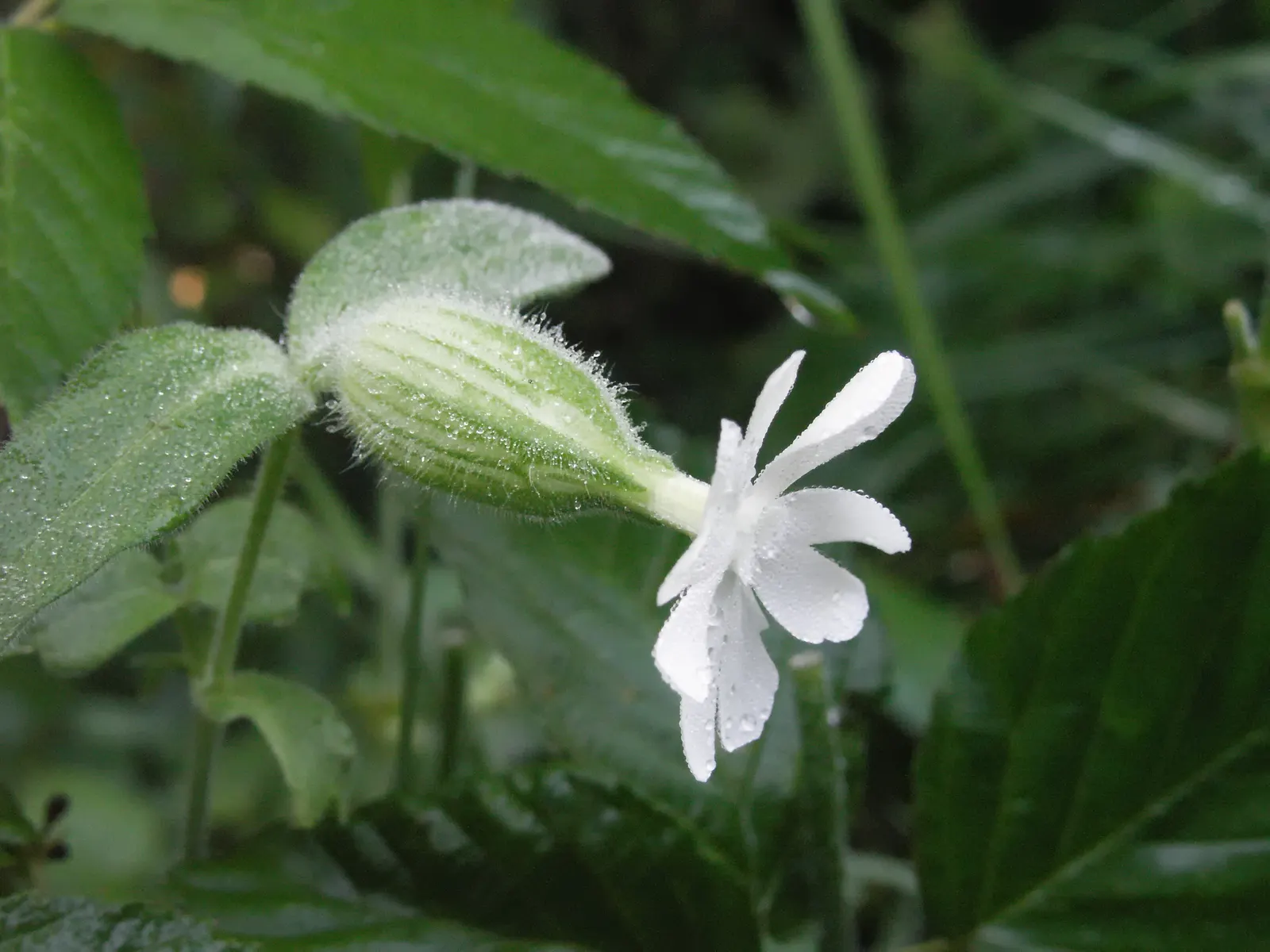 Bladder Campion (Silene Uniflora) — which typically measure around 1 inch across; it's ideal for rock gardens, image 80