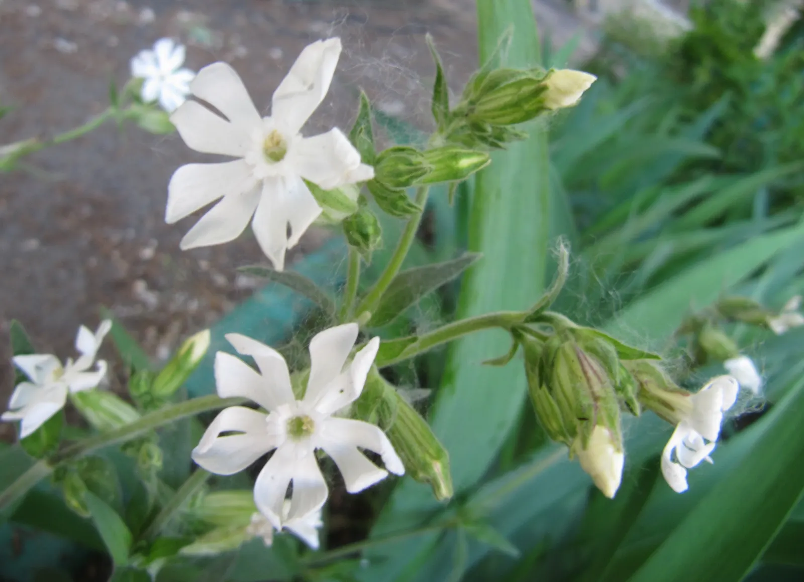 Bladder Campion (Silene Uniflora) — This feature coupled with its light to deep green foliage; this plant boasts a distinctive inflated calyx, image 108