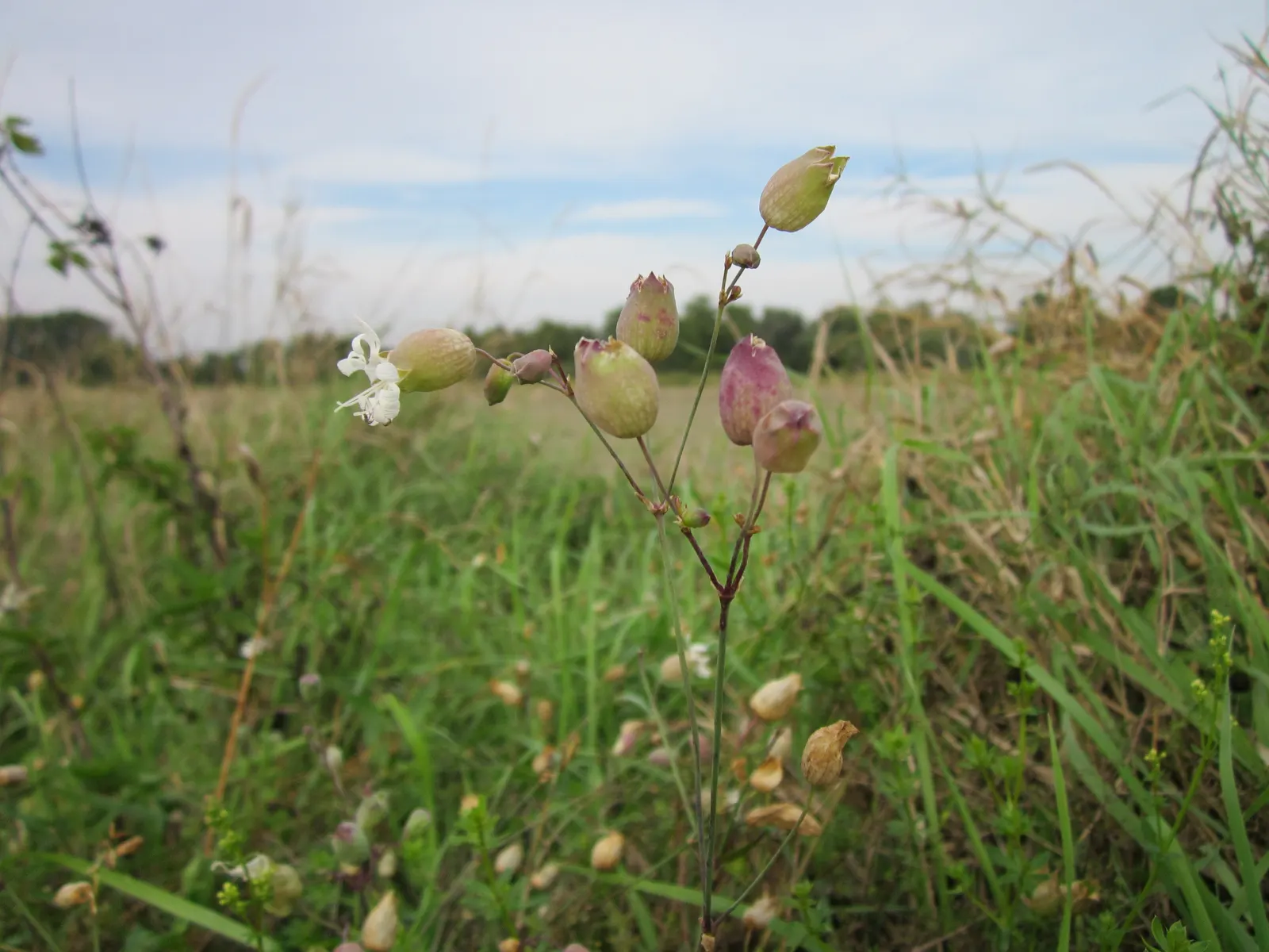 Bladder Campion (Silene Uniflora) — the Bladder Campion is a versatile and graceful component of a resilient landscape; but it is remarkably tolerant of poor