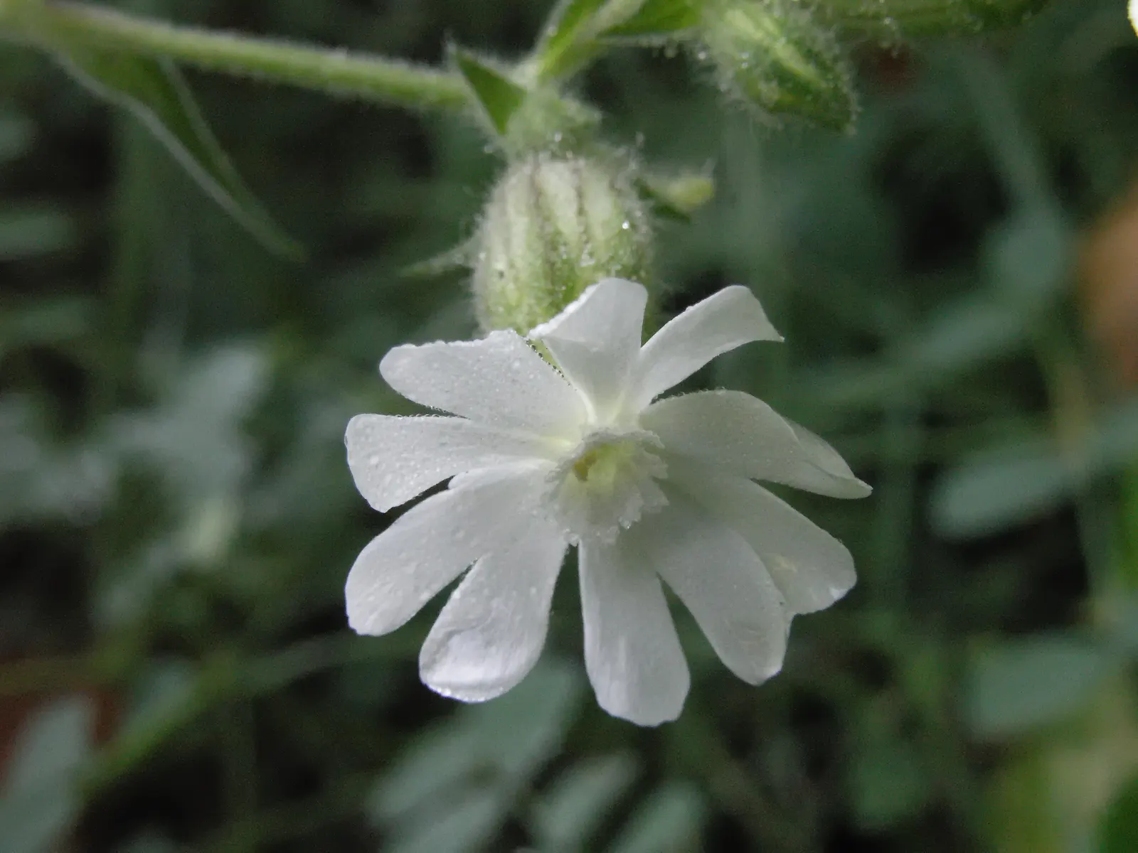 Bladder Campion (Silene Uniflora) — resembling a small balloon; ensuring that its verdant and creamy display remains unmarred.<br><br>Overall, image 82