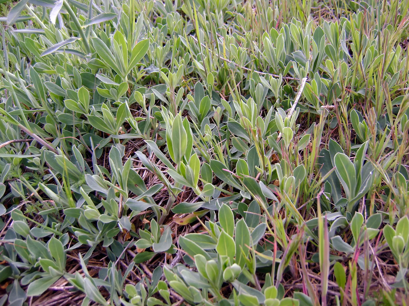 Bladder Campion (Silene Uniflora) — Silene uniflora, or Bladder Campion, is a resilient perennial, thriving in USDA zones 4-8; blooming from late, image 49