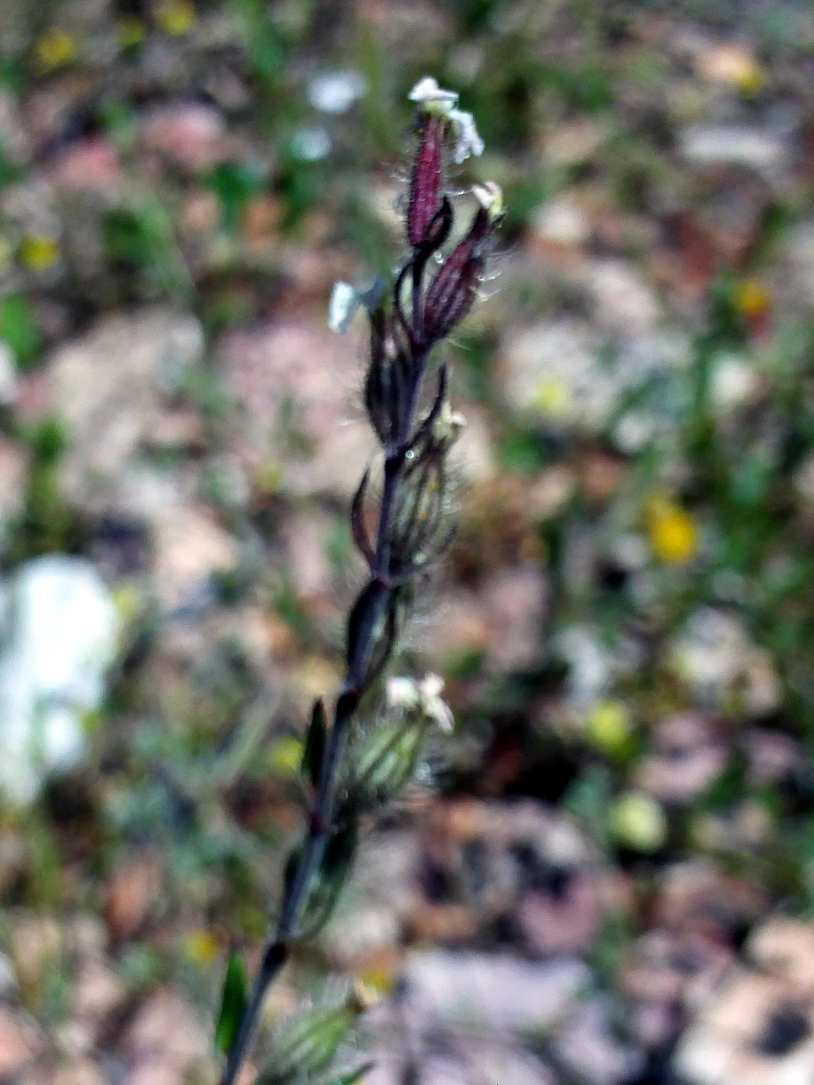 Bladder Campion (Silene Uniflora) — Silene uniflora is not commonly plagued by pests or diseases; this low-maintenance plant prefers well-draining, image 162