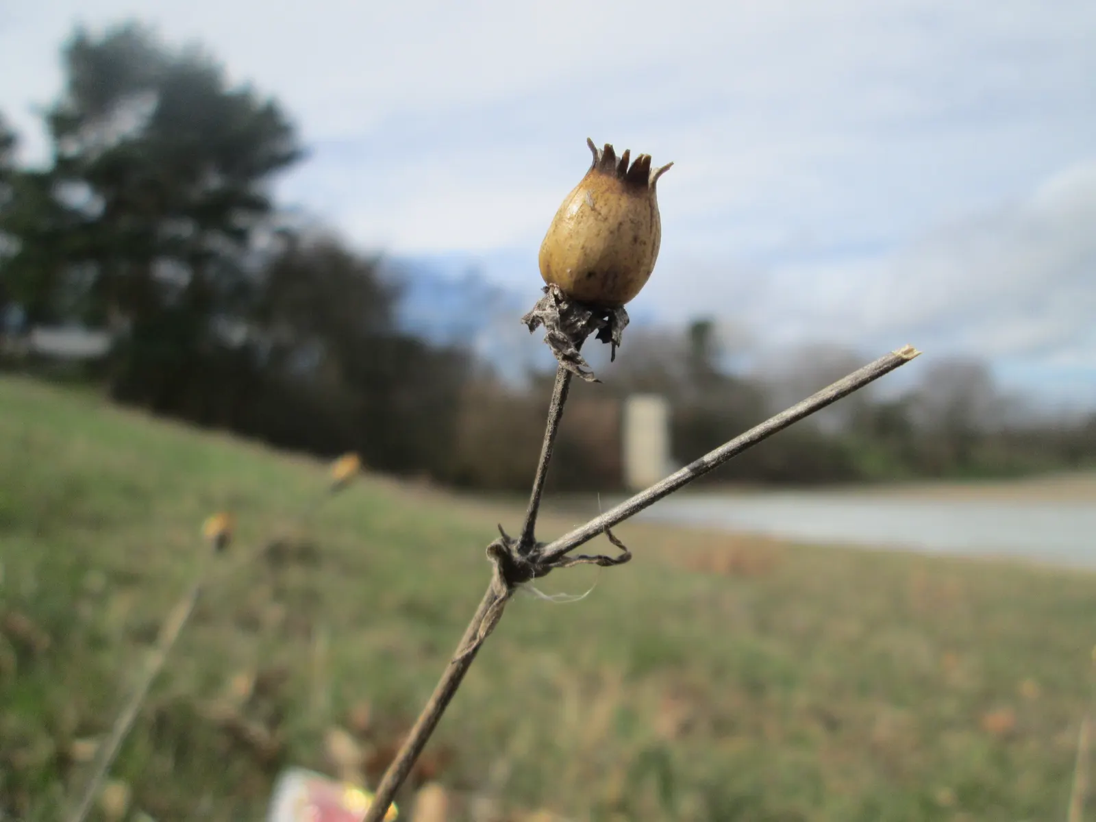 Bladder Campion (Silene Uniflora) — This low-maintenance plant prefers well-draining soil and full sun to part shade
