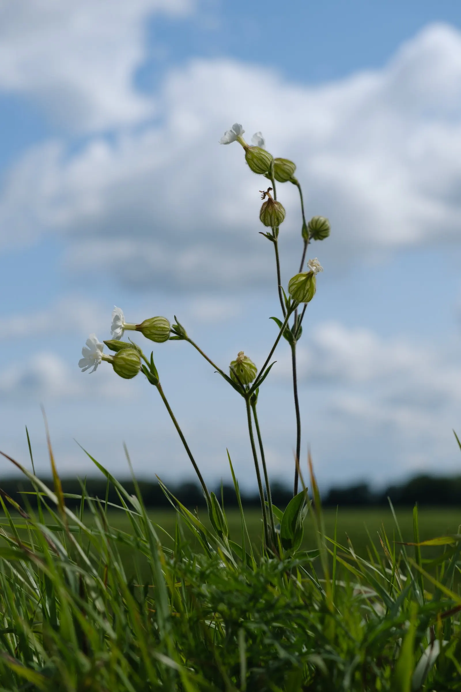 Bladder Campion (Silene Uniflora) — It bears white, balloon-like flowers atop 6-12 inch stems with narrow, blue-green leaves