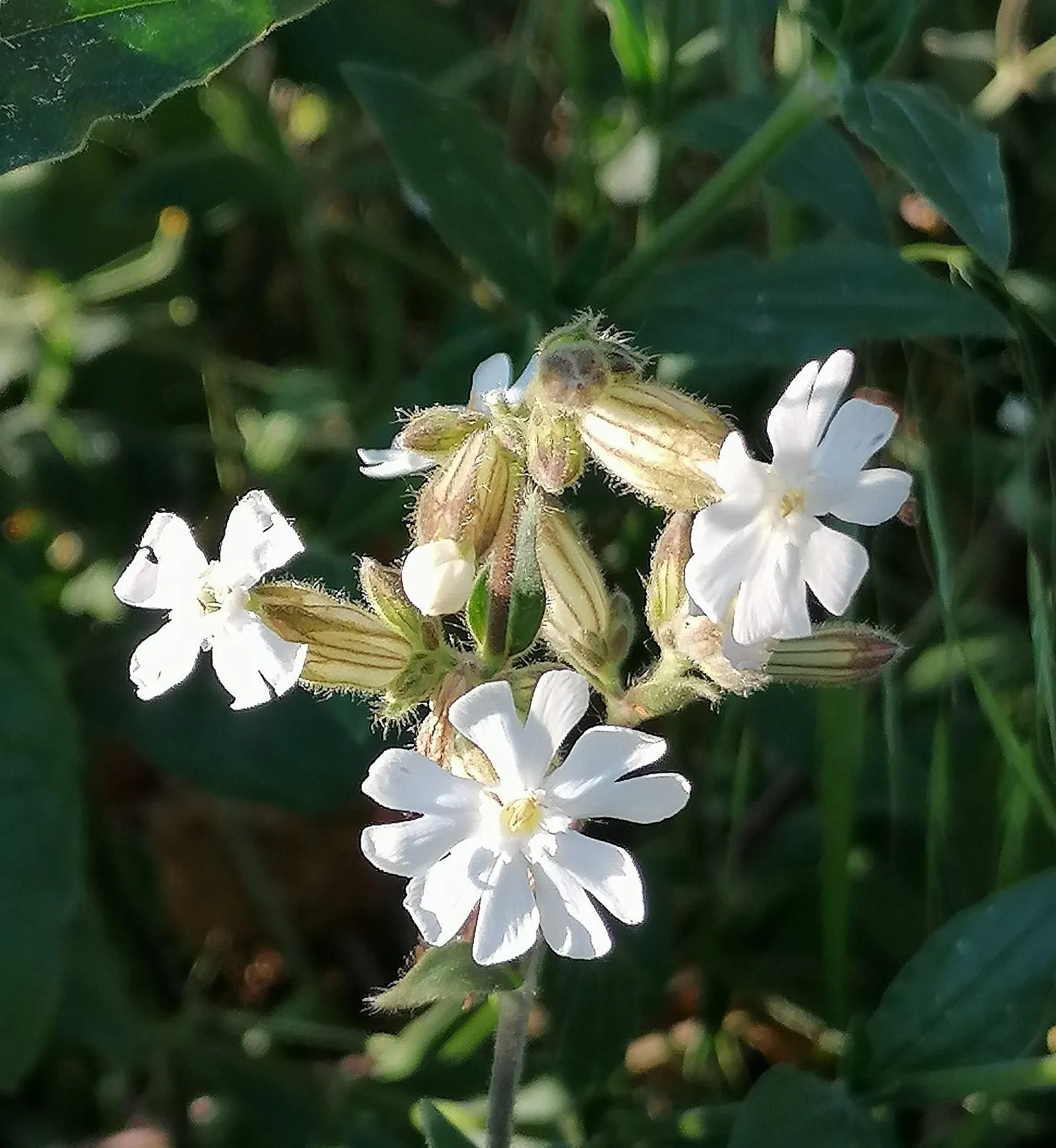 Bladder Campion (Silene Uniflora) — It\'s well-suited for zones 3 through 8 and thrives in full sun to partial shade; perennial with white blooms, image 62