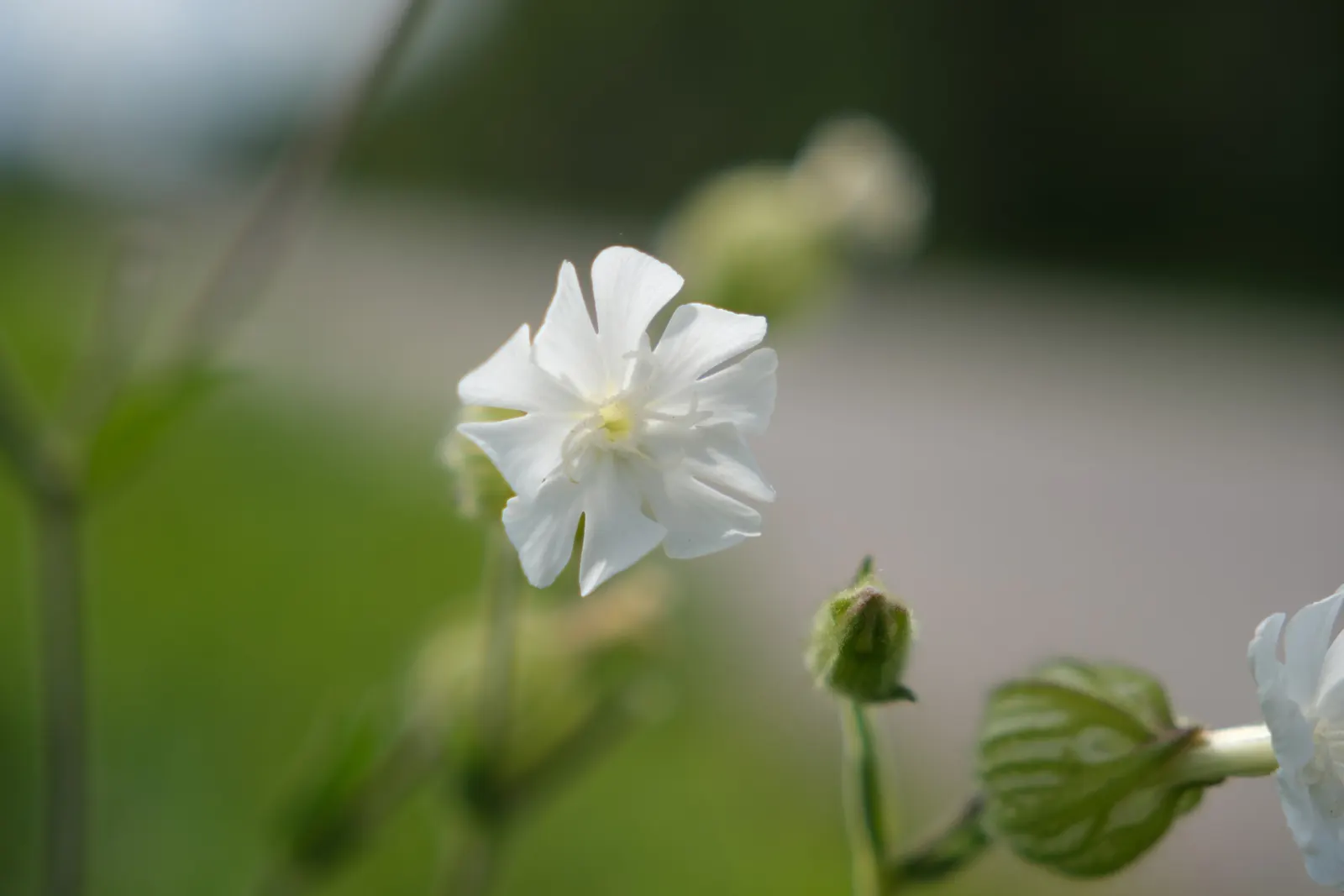 Bladder Campion (Silene Uniflora) — resembling a small balloon; ensuring that its verdant and creamy display remains unmarred.<br><br>Overall