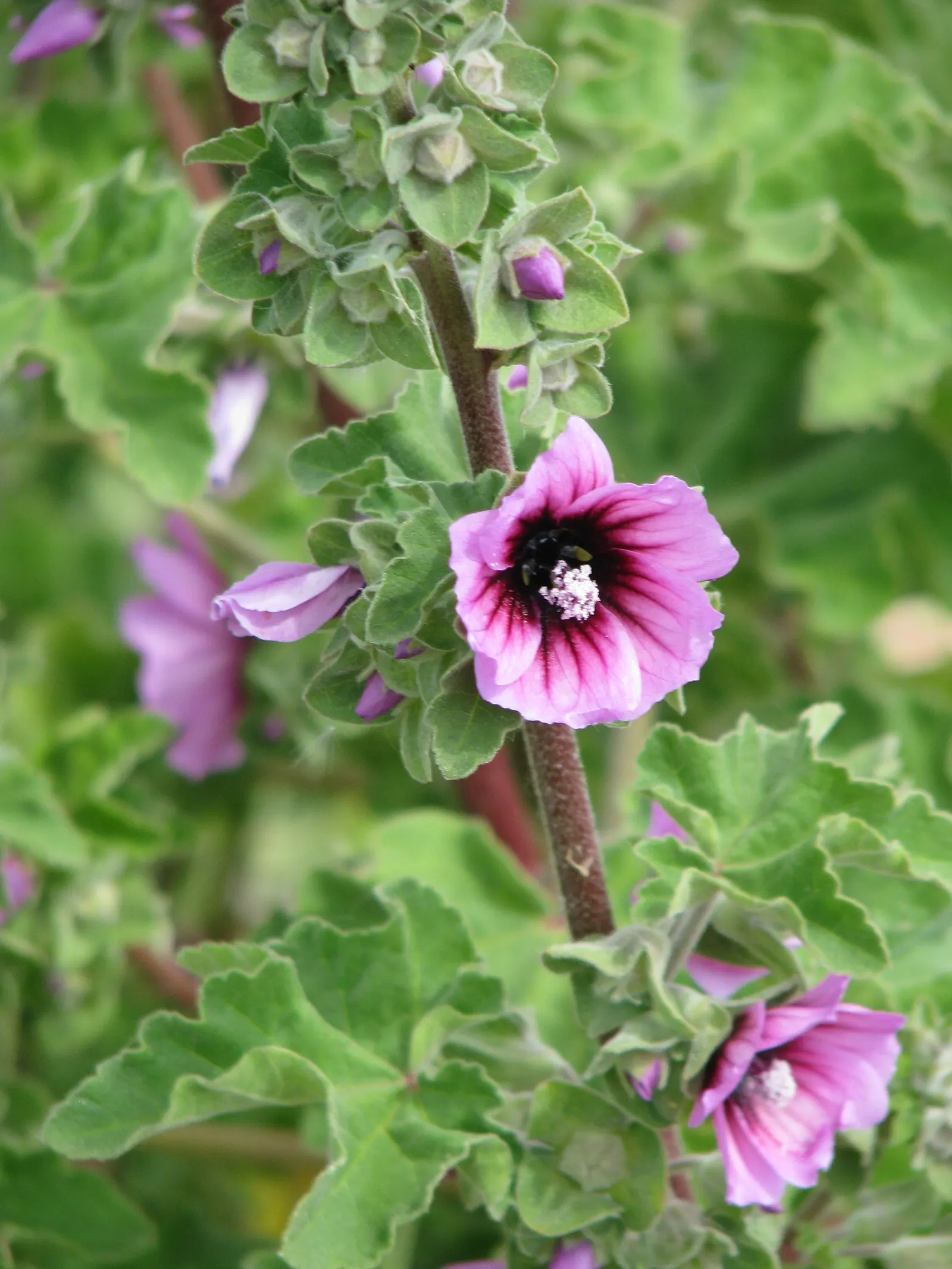 Common Tree Mallow (Lavatera Arborea) — the Common Tree Mallow produces an abundance of five-petaled
