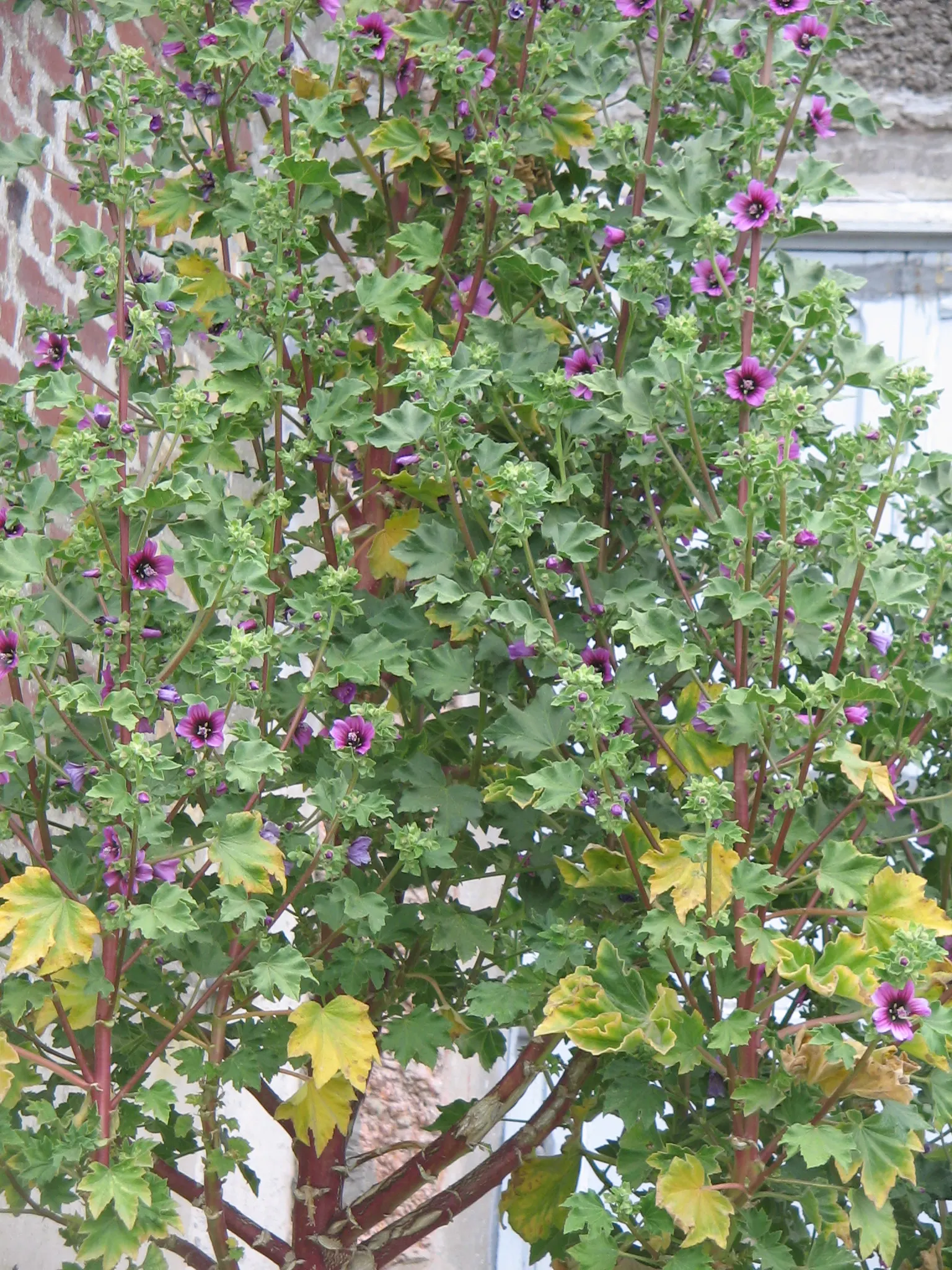 Common Tree Mallow (Lavatera Arborea) — The Common Tree Mallow (Lavatera arborea)