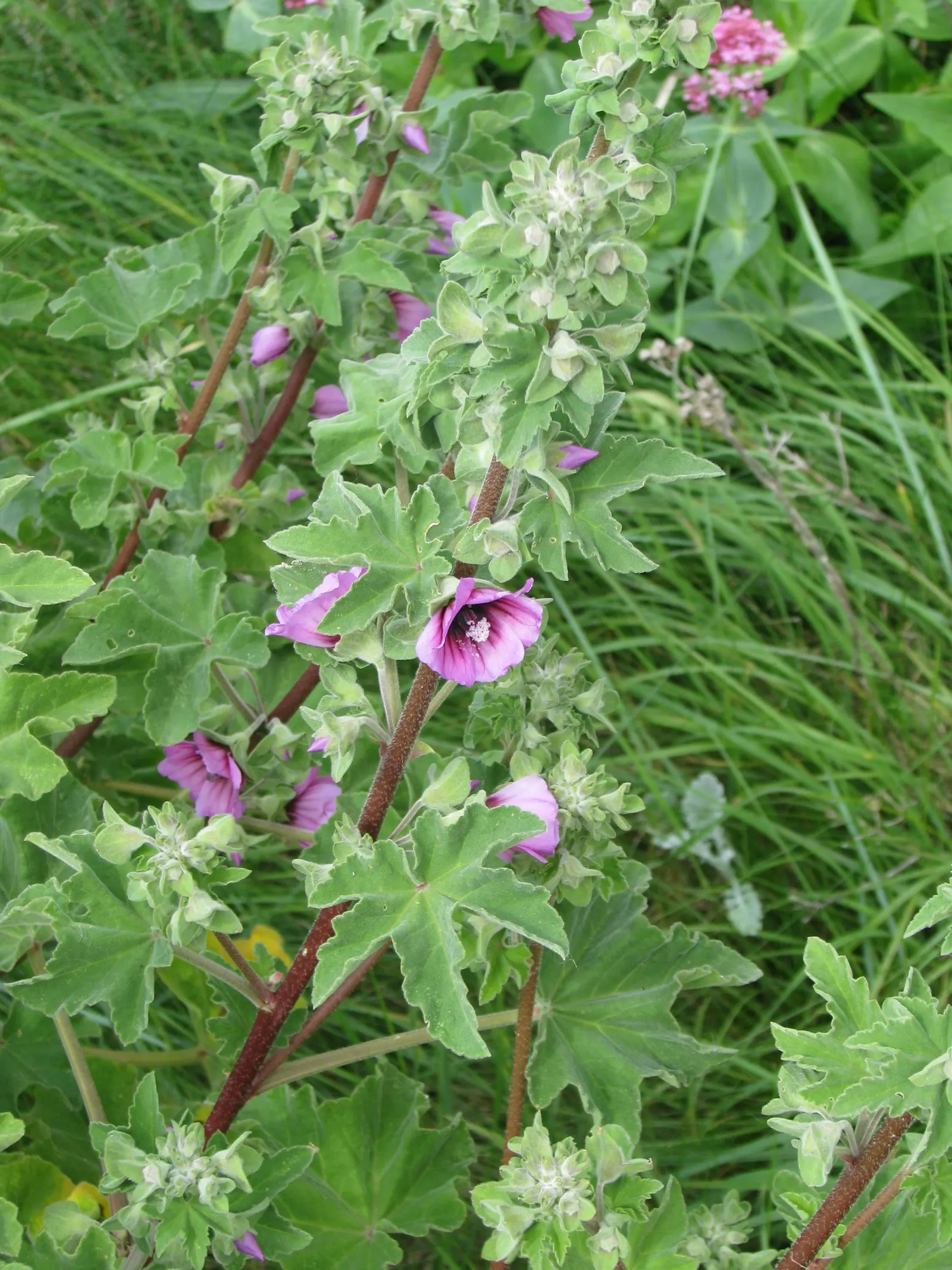 Common Tree Mallow (Lavatera Arborea) — it flourishes in full sun and well-drained soil