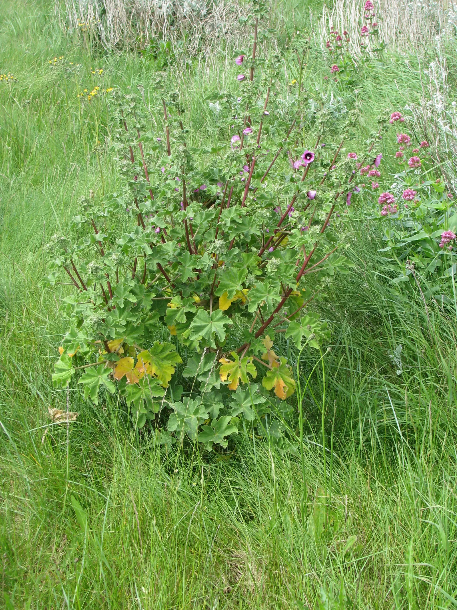Common Tree Mallow (Lavatera Arborea) — downy appearance.<br><br>From early summer to early fall