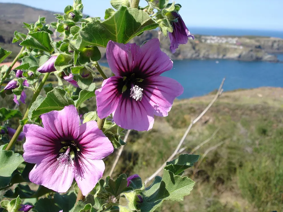 Common Tree Mallow (Lavatera Arborea) — providing a lush backdrop or vibrant accent