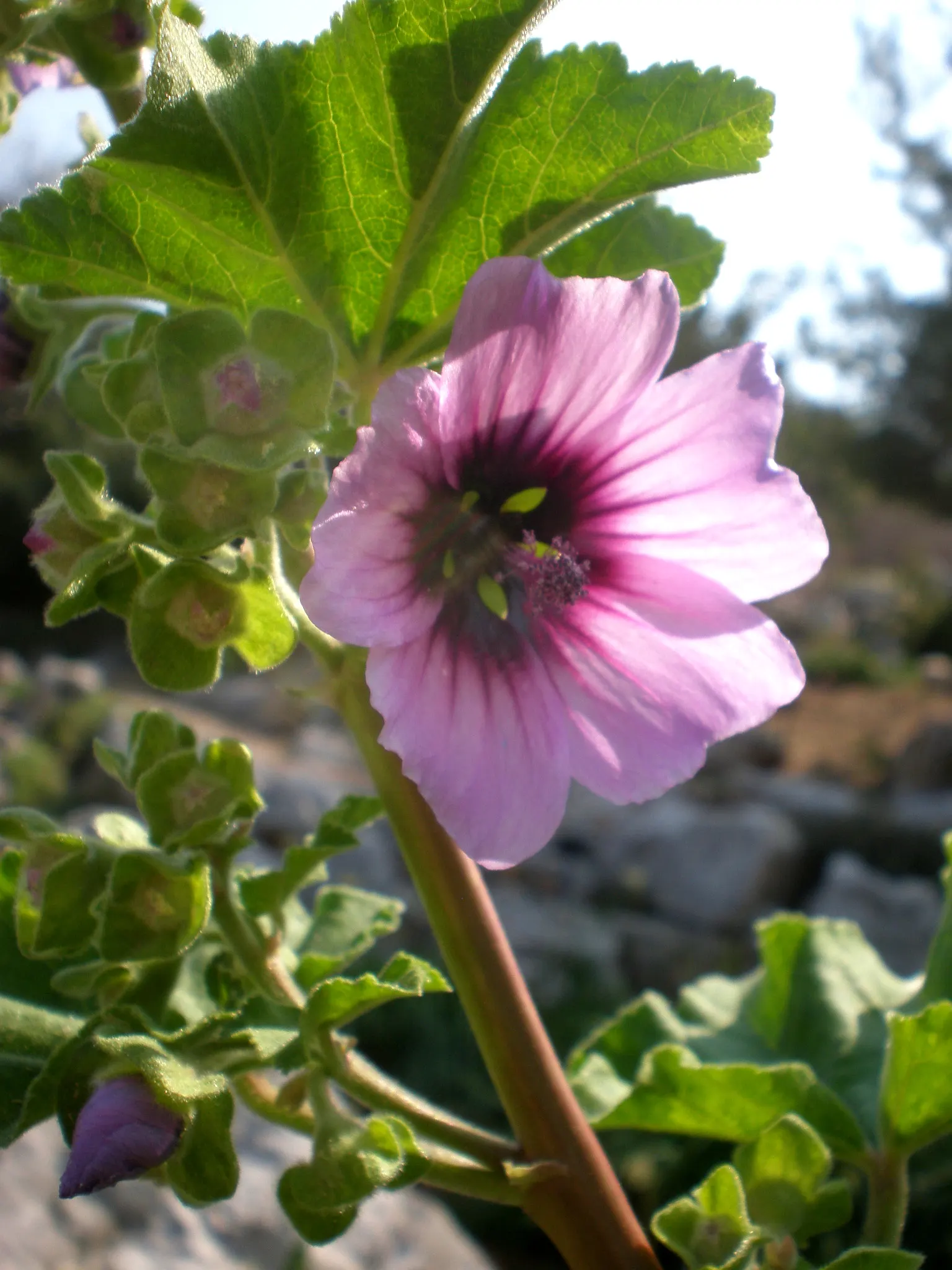 Common Tree Mallow (Lavatera Arborea) — palmate leaves that have a unique grey-green hue