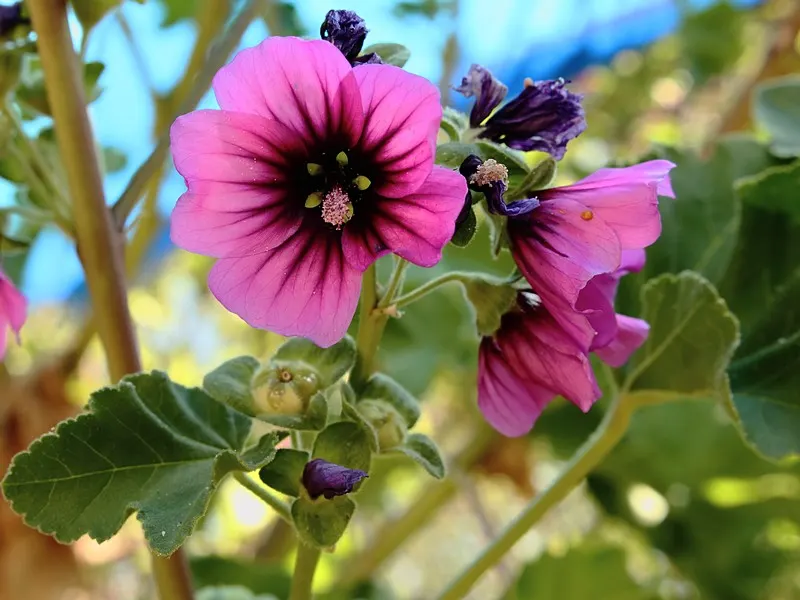 Common Tree Mallow (Lavatera Arborea) — the Lavatera arborea presents a striking foliage contrast amongst other garden plants