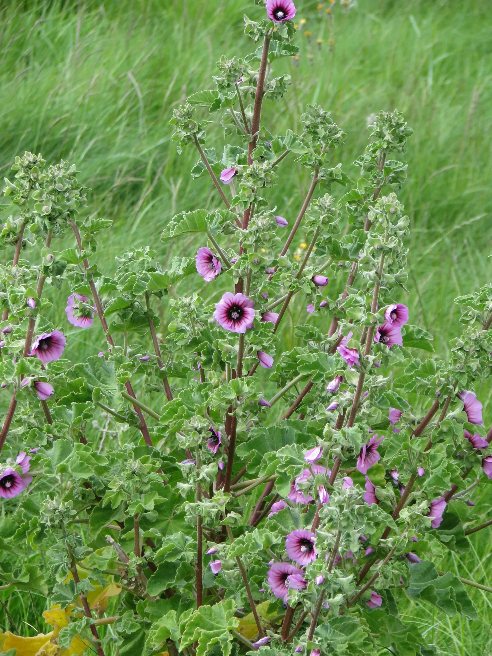 Common Tree Mallow (Lavatera Arborea) — lobed leaves and summer to fall flowering period make it a striking choice for coastal landscapes