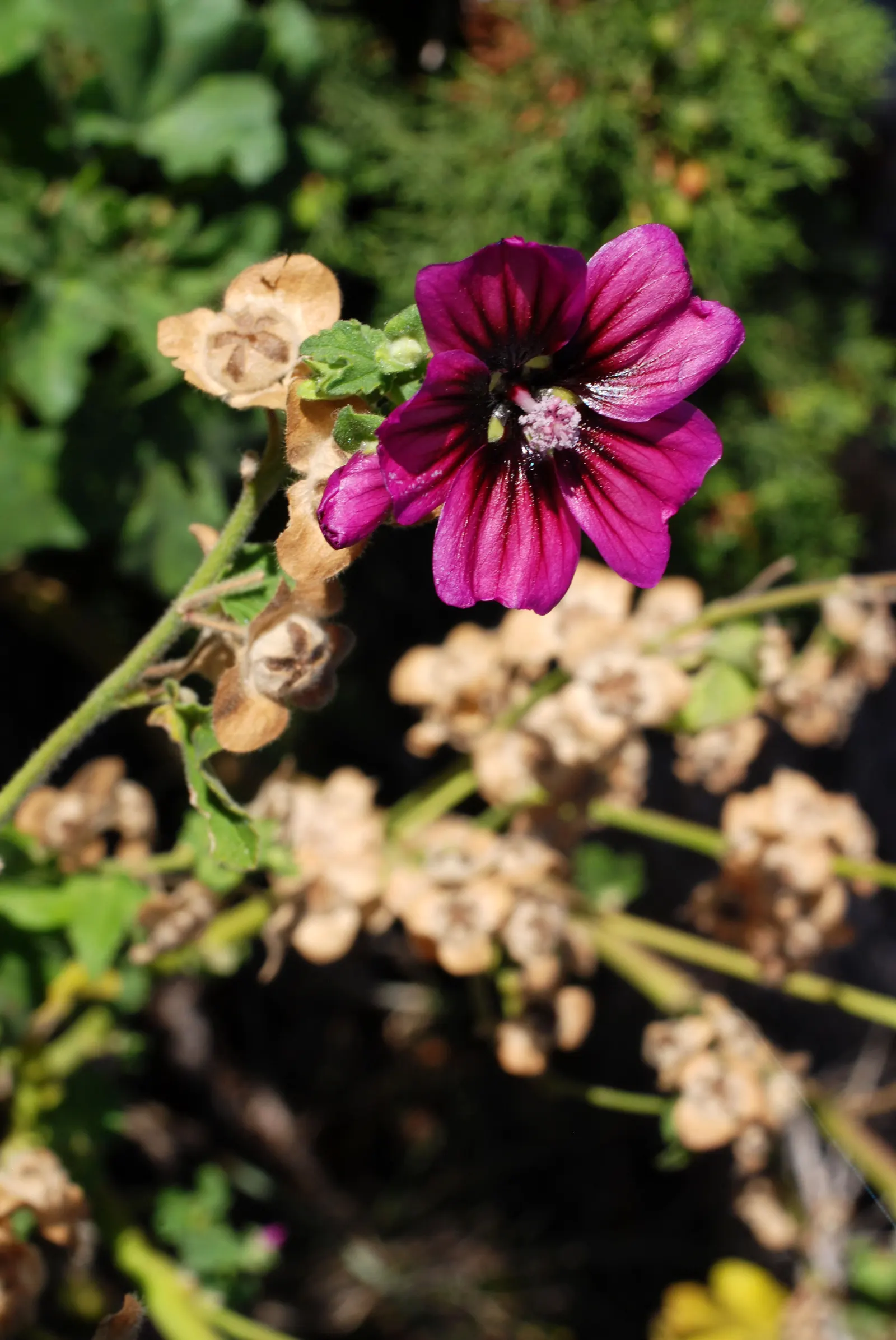 Common Tree Mallow (Lavatera Arborea) — adds a splash of color with its deep-pink to purple blooms