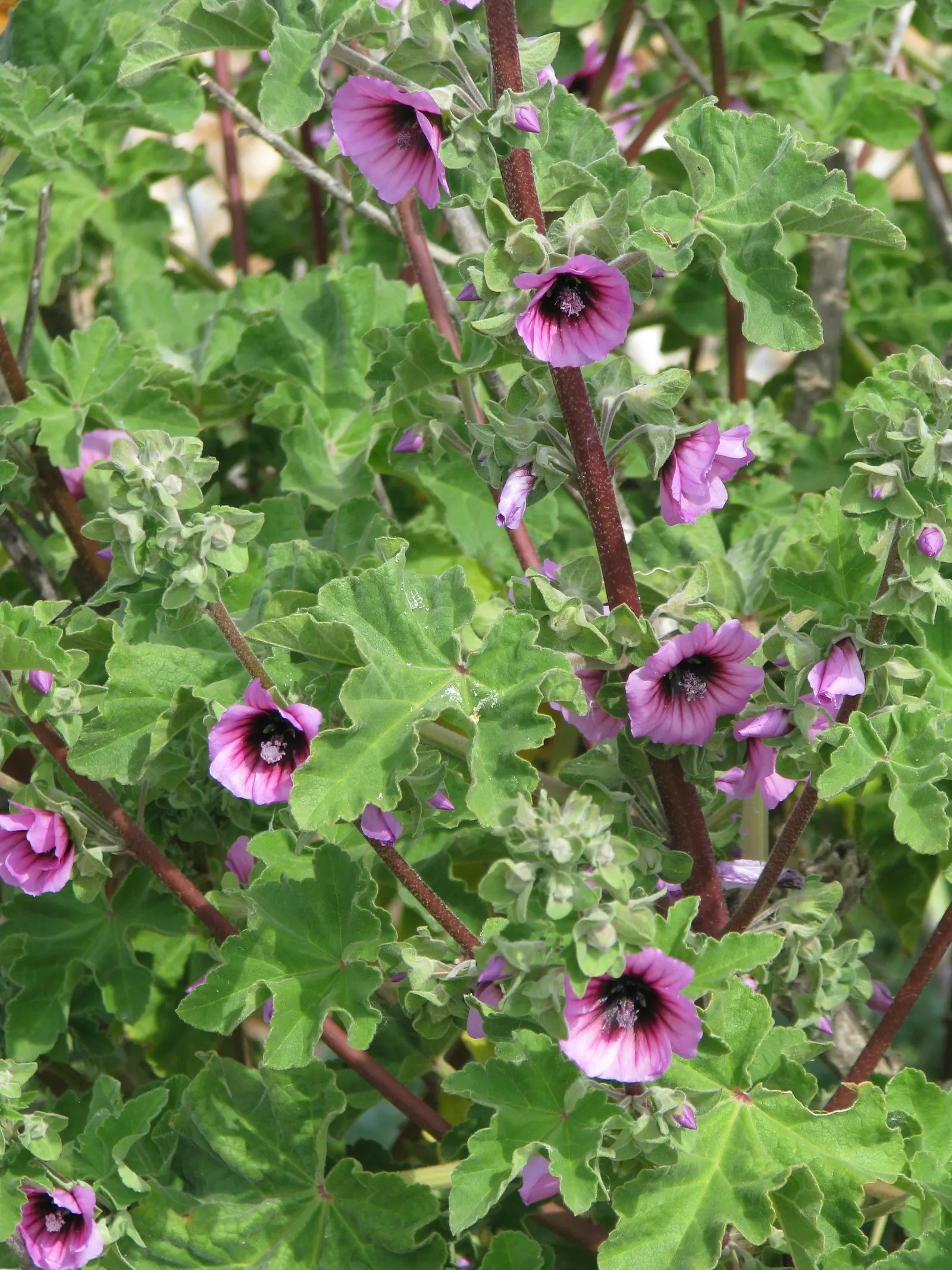 Common Tree Mallow (Lavatera Arborea) — Reaching up to 6-10 feet tall and 3-5 feet wide