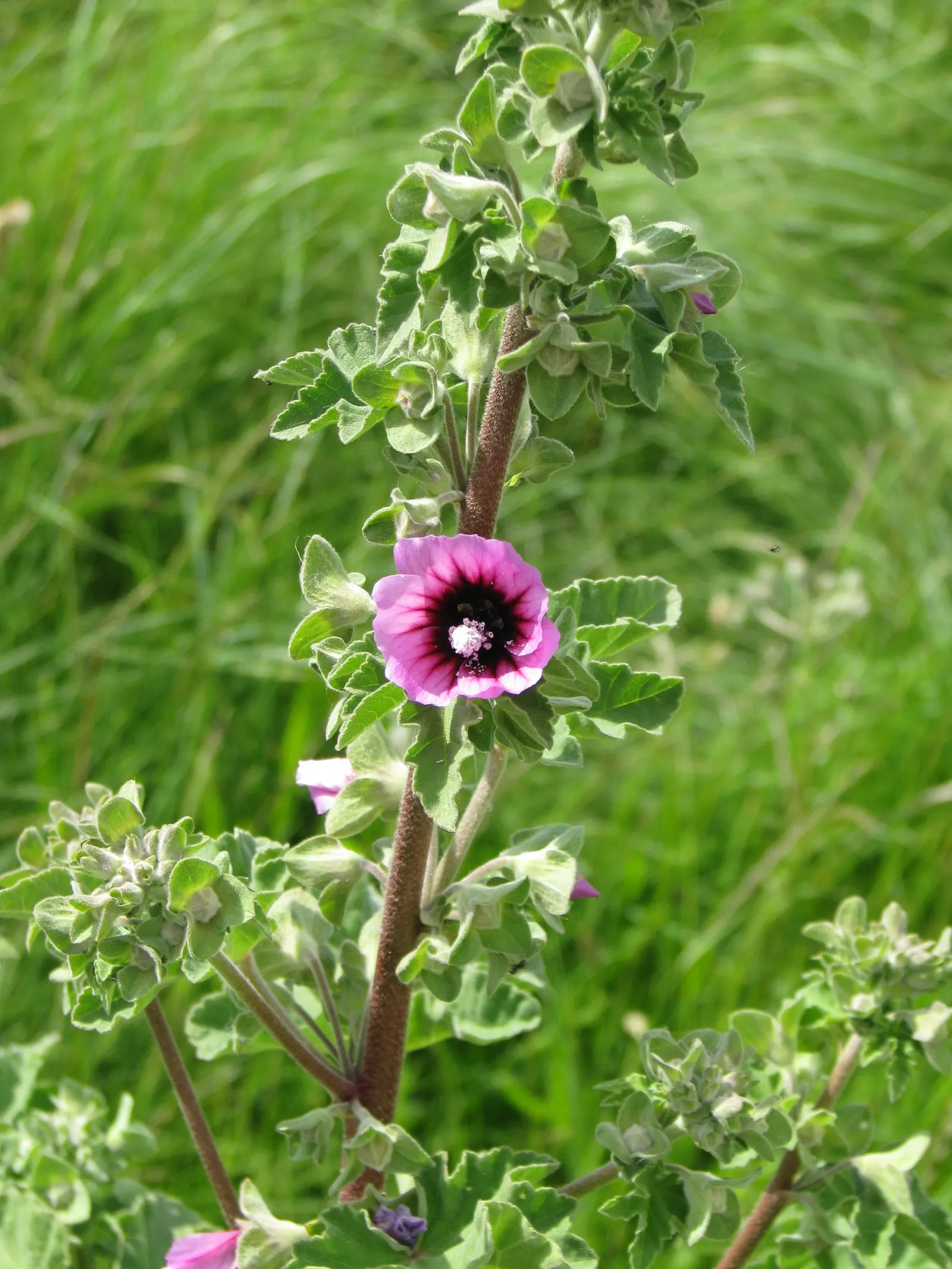 Common Tree Mallow (Lavatera Arborea) — thriving in USDA Zones 8-10