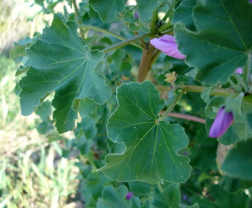 Common Tree Mallow (Lavatera Arborea) — scientifically known as Lavatera arborea