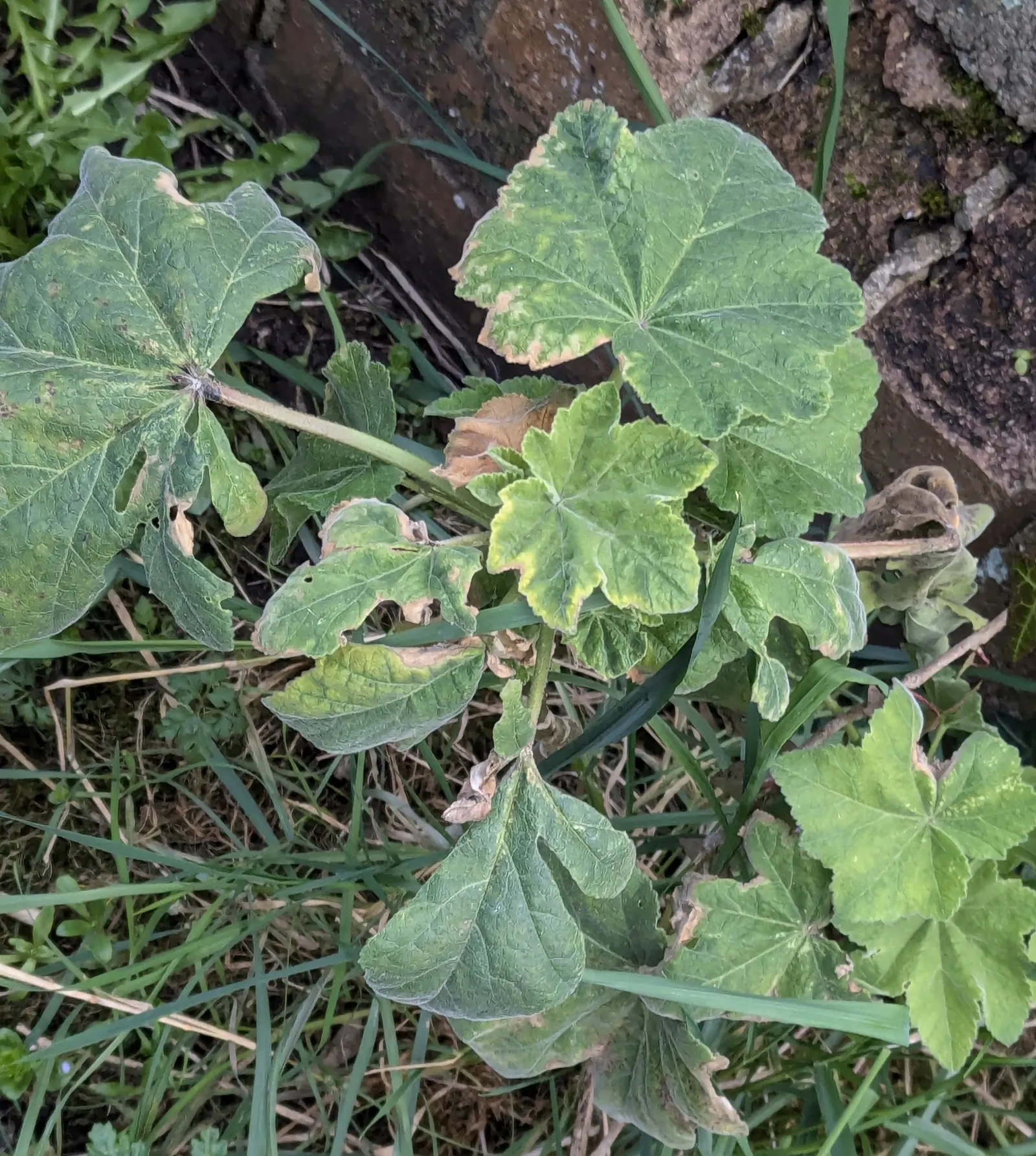 Common Tree Mallow (Lavatera Arborea) — Typically reaching heights between 6 and 10 feet with a spread of approximately 4 to 5 feet