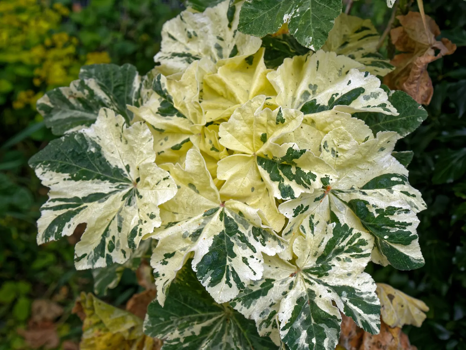 Common Tree Mallow (Lavatera Arborea) — the Lavatera arborea requires a sunny location with well-drained soil
