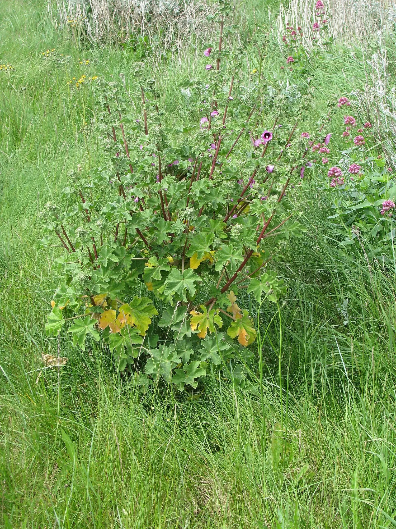 Common Tree Mallow (Lavatera Arborea) — The Common Tree Mallow (Lavatera arborea); it flourishes in full sun and well-drained soil