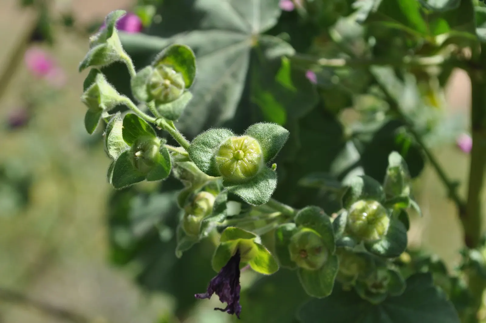 Common Tree Mallow (Lavatera Arborea) — making it an excellent choice for coastal gardens