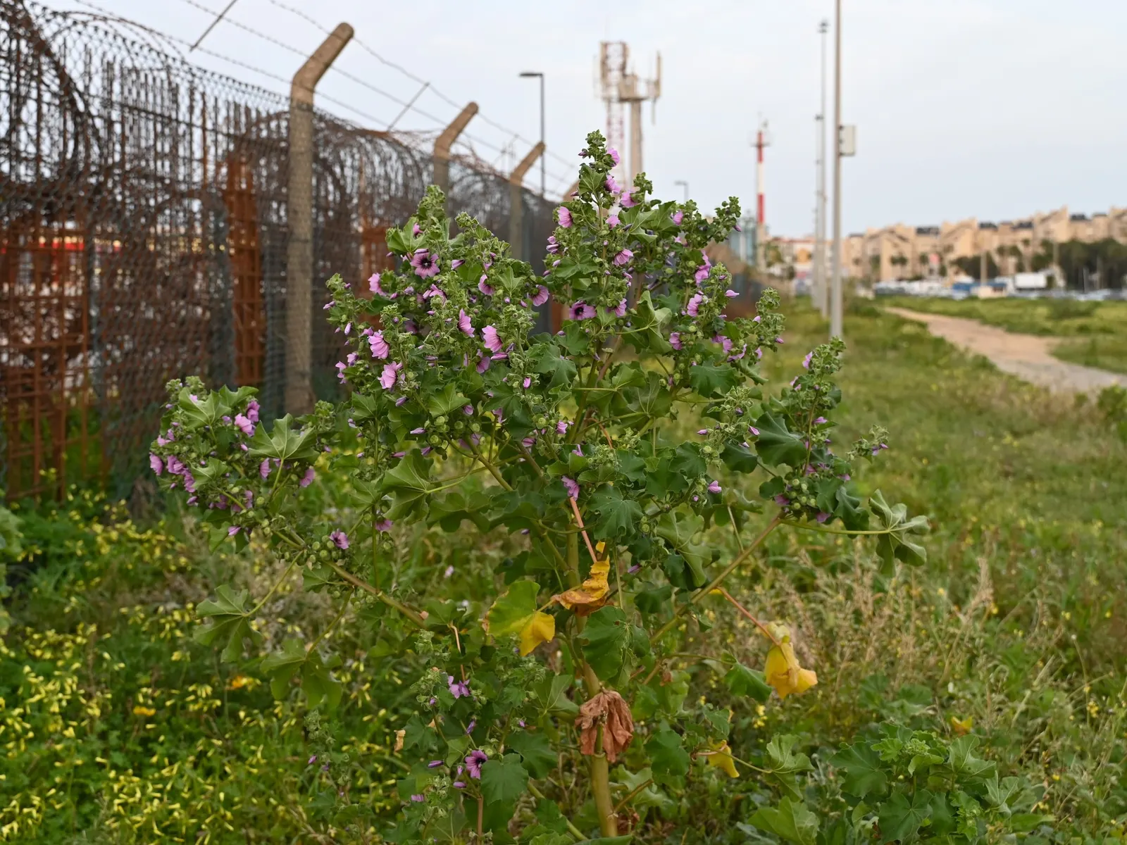 Common Tree Mallow (Lavatera Arborea) — It is tolerant of maritime exposure