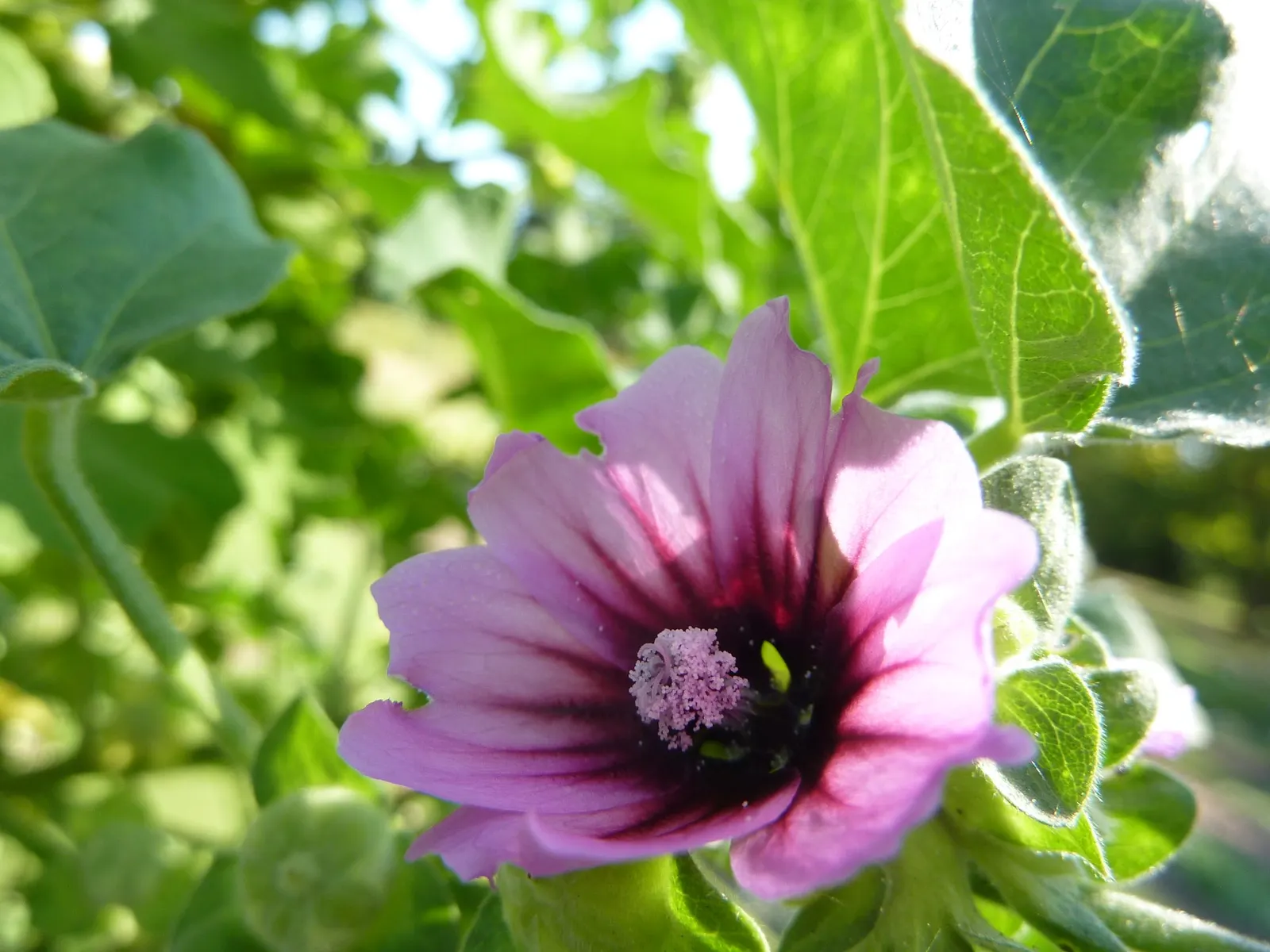 Common Tree Mallow (Lavatera Arborea) — promising both aesthetic allure and wildlife benefits