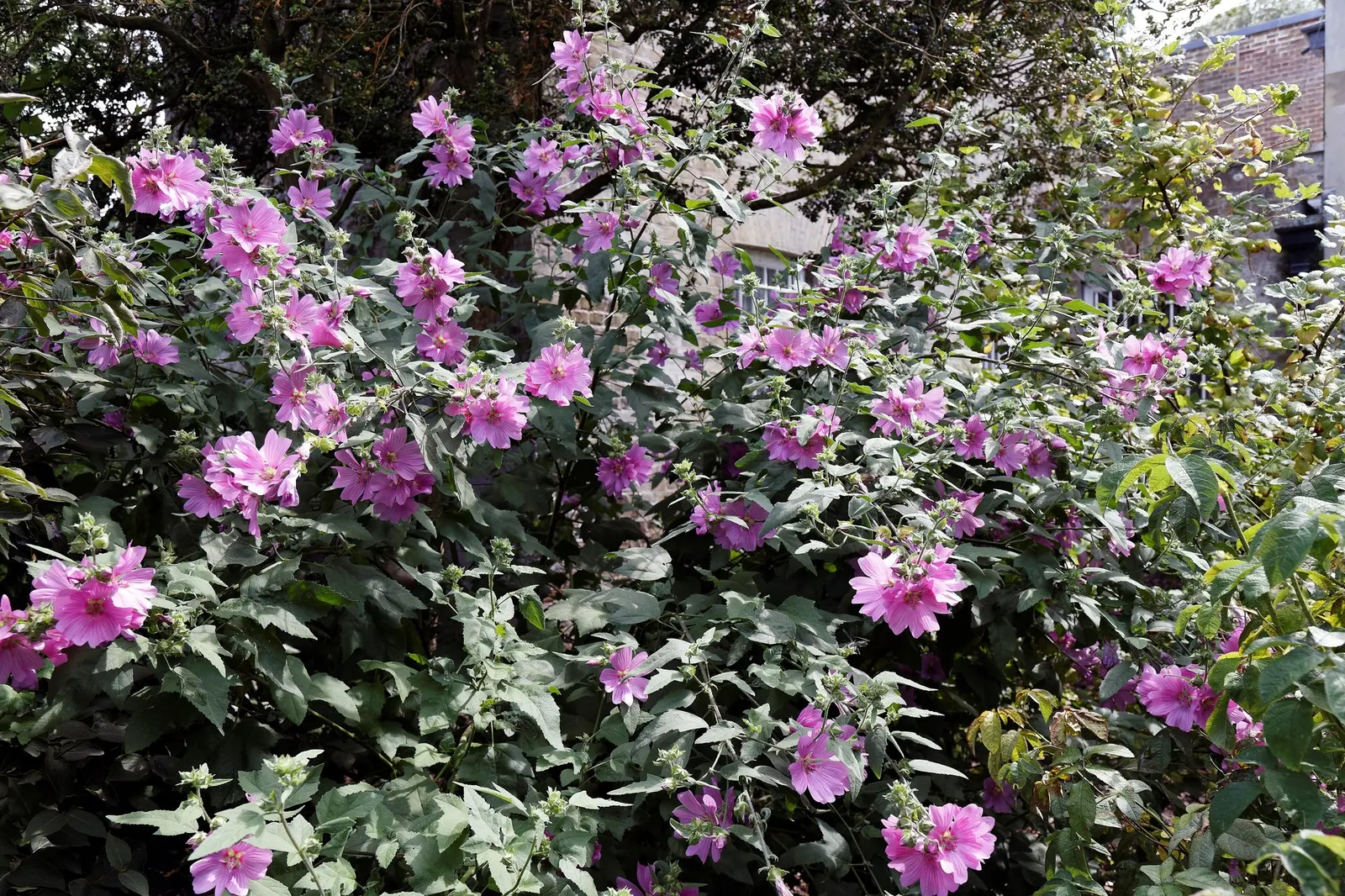 Common Tree Mallow (Lavatera Arborea) — each ranging from 2 to 3 inches in diameter