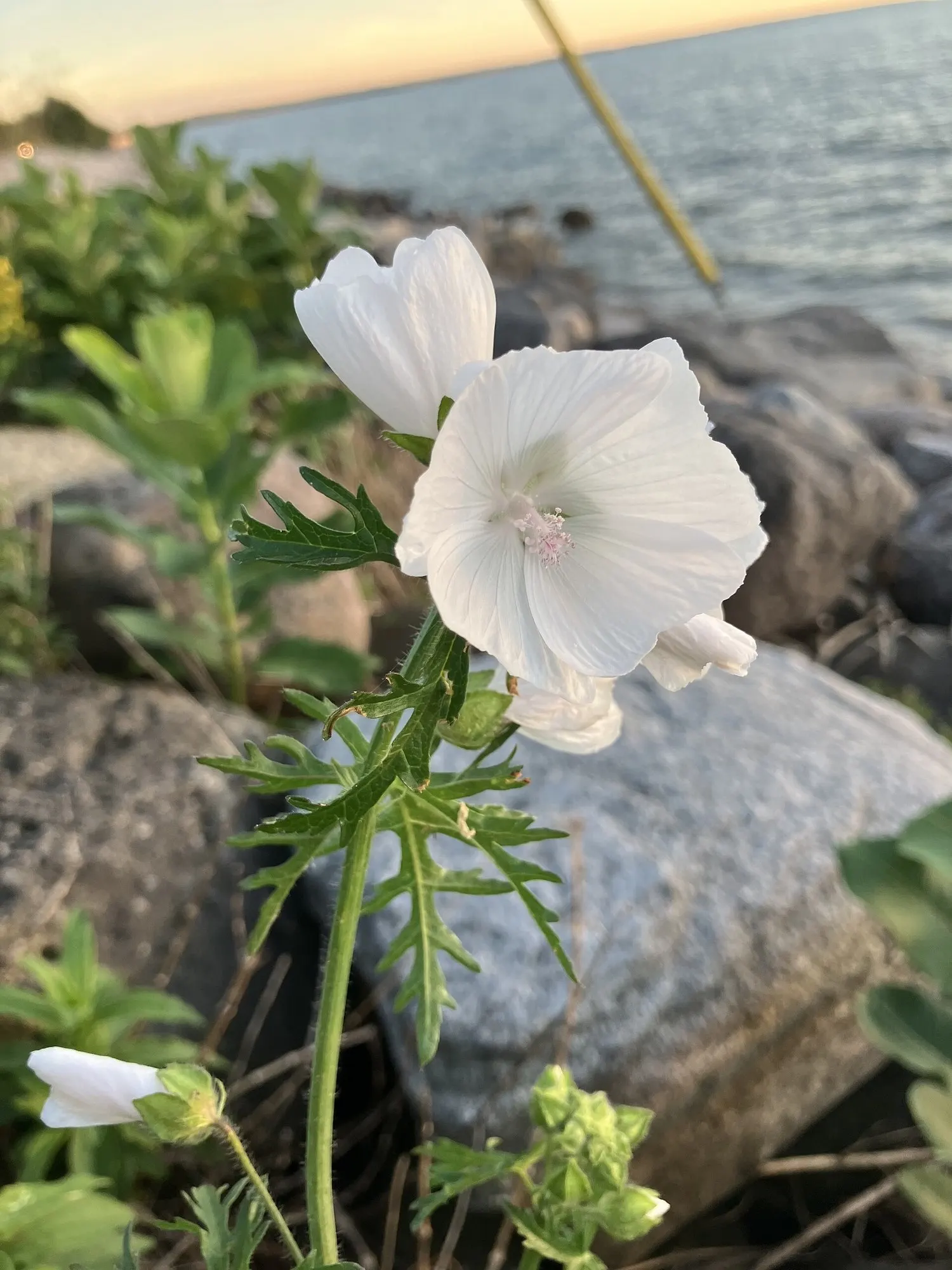 Common Tree Mallow (Lavatera Arborea) — this shrub can serve as an eye-catching specimen or an informal hedge in your client's garden