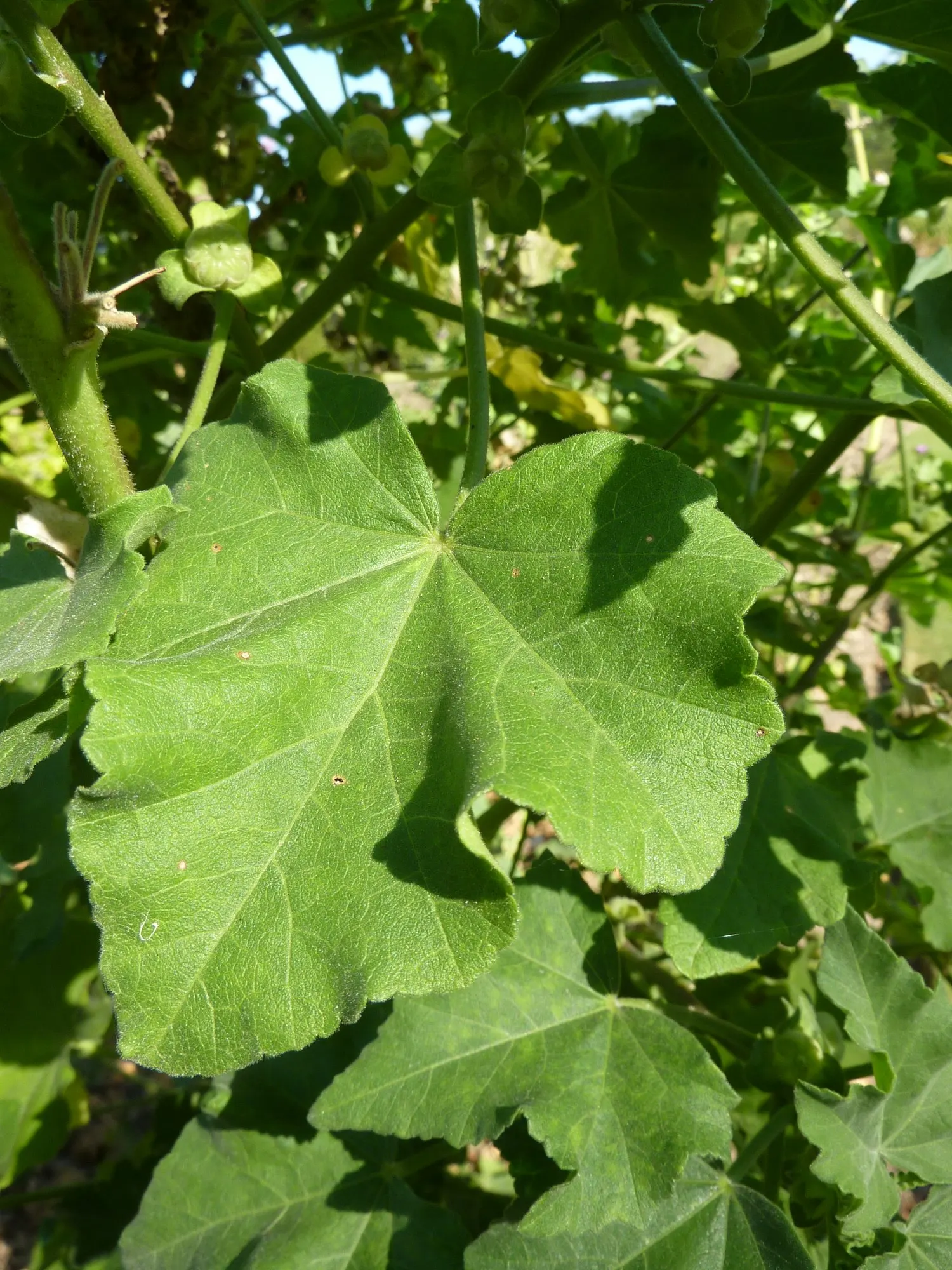 Common Tree Mallow (Lavatera Arborea) — multi-colored and white flowers in the garden