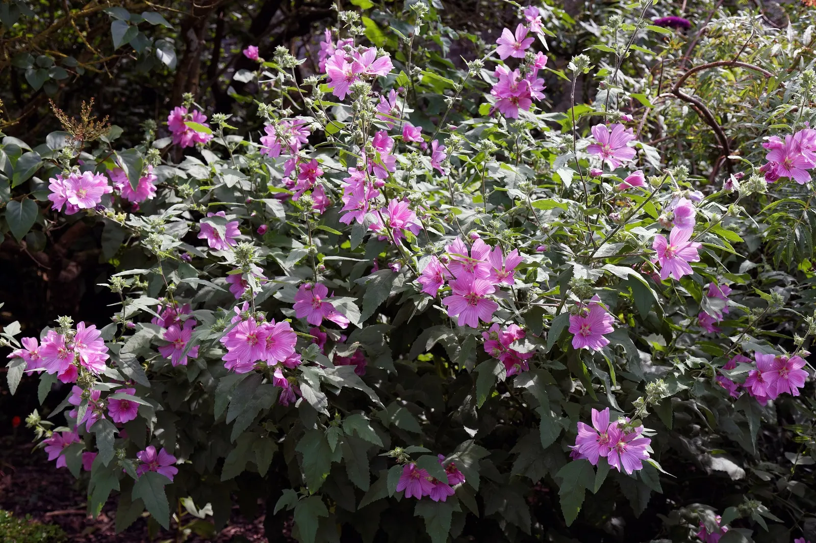 Common Tree Mallow (Lavatera Arborea) — The blooms are typically a vibrant shade of mauve-pink with striking veins and a darker center