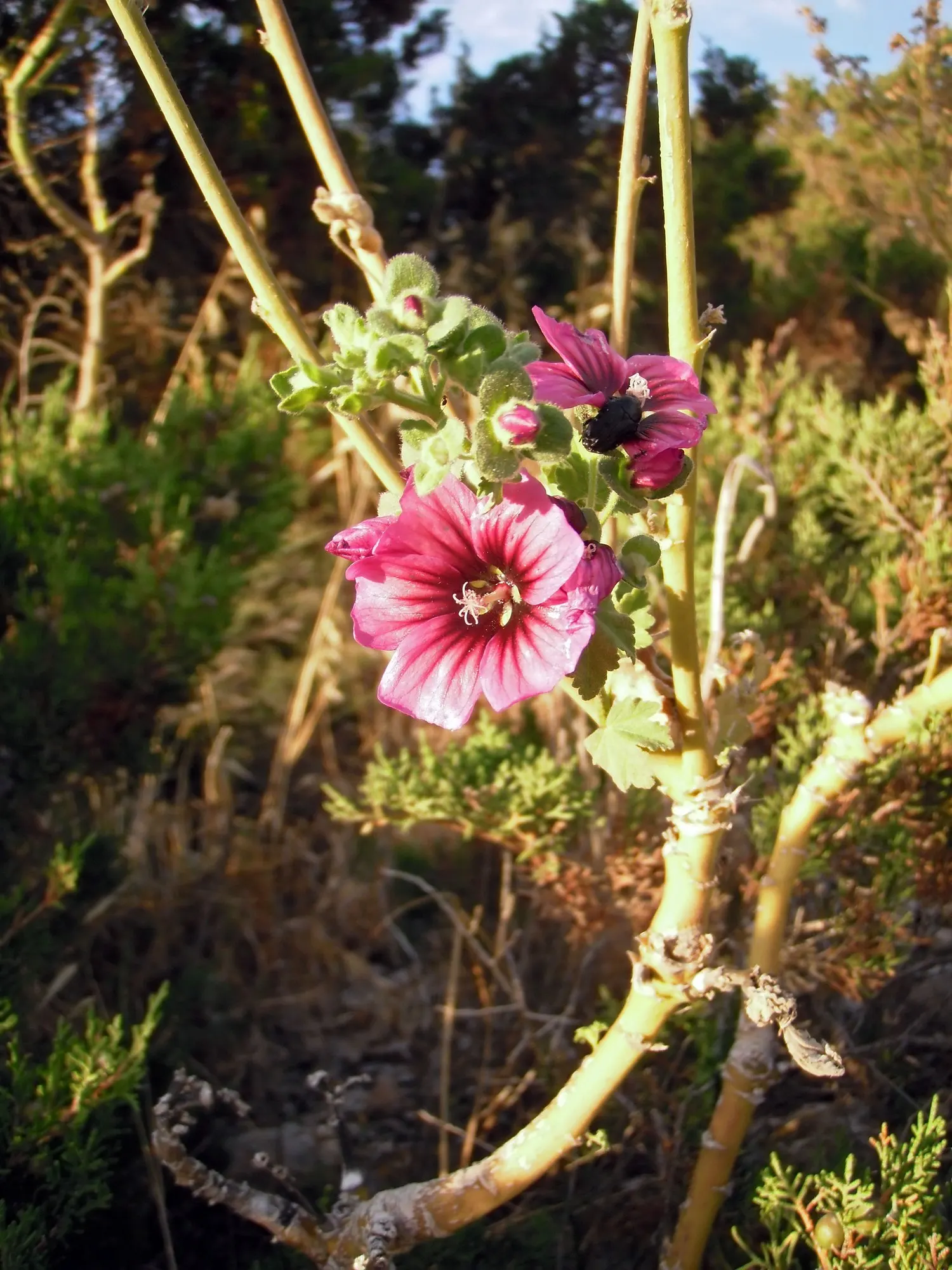 Common Tree Mallow (Lavatera Arborea) — annual / biennial / perennial for full
